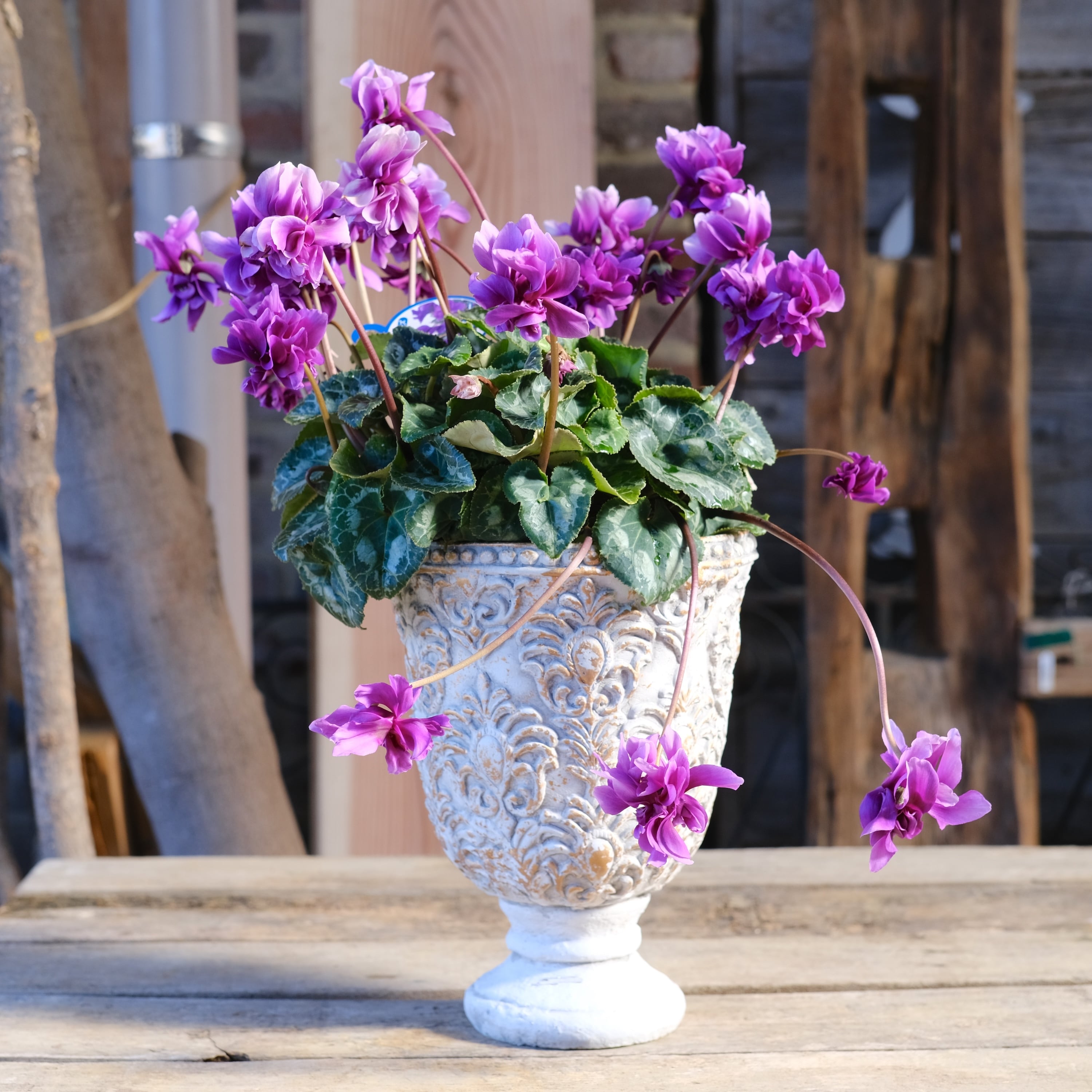 No, 2】ミニシクラメン チモシリーズ 八重《 枝垂れざき 》鉢なし