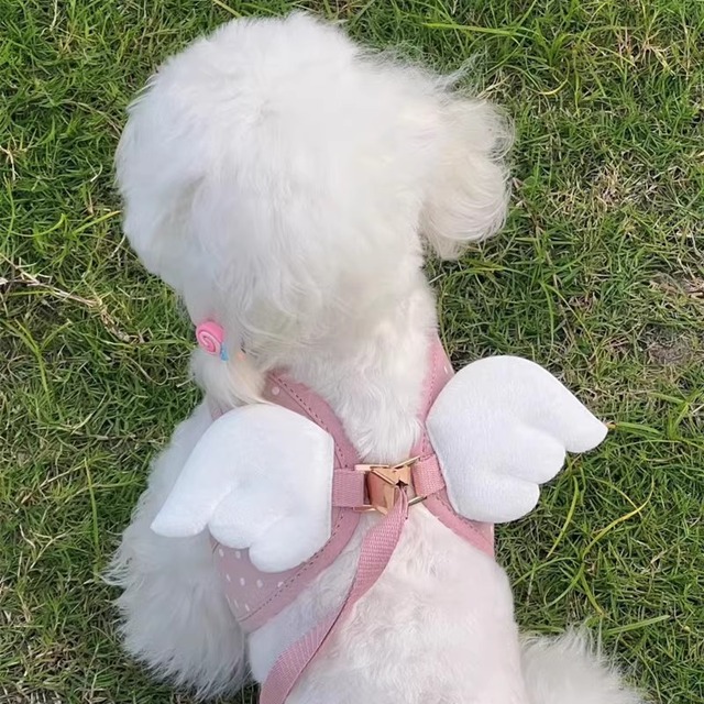 天使の羽ハーネス（リード付）　00067