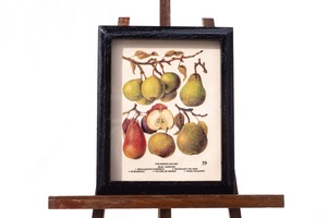 ちいさな博物画-Pear varietis(洋梨)