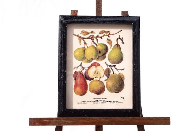 ちいさな博物画-Pear varietis(洋梨)