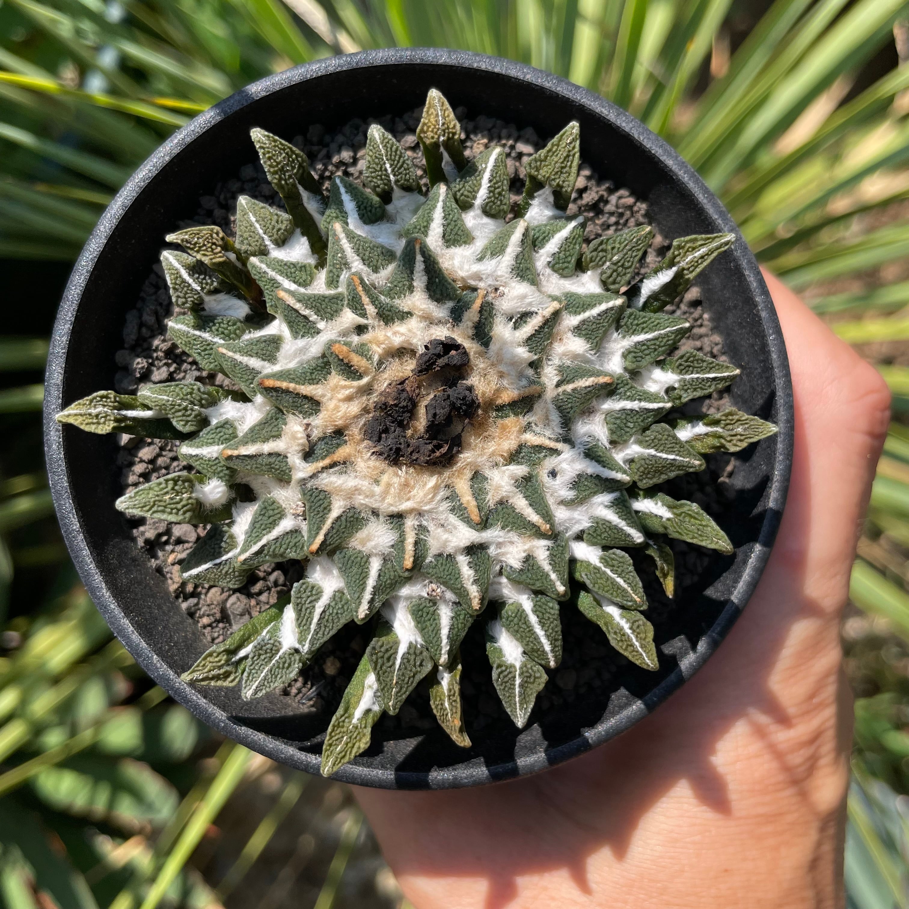 Ariocarpus kotschoubeyanus【アリオカルプス・黒牡丹