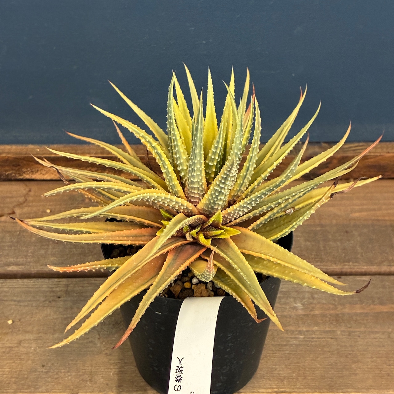 【クリアランス】ハオルチア 十二の巻 斑入り【990】【再撮影】【▼】