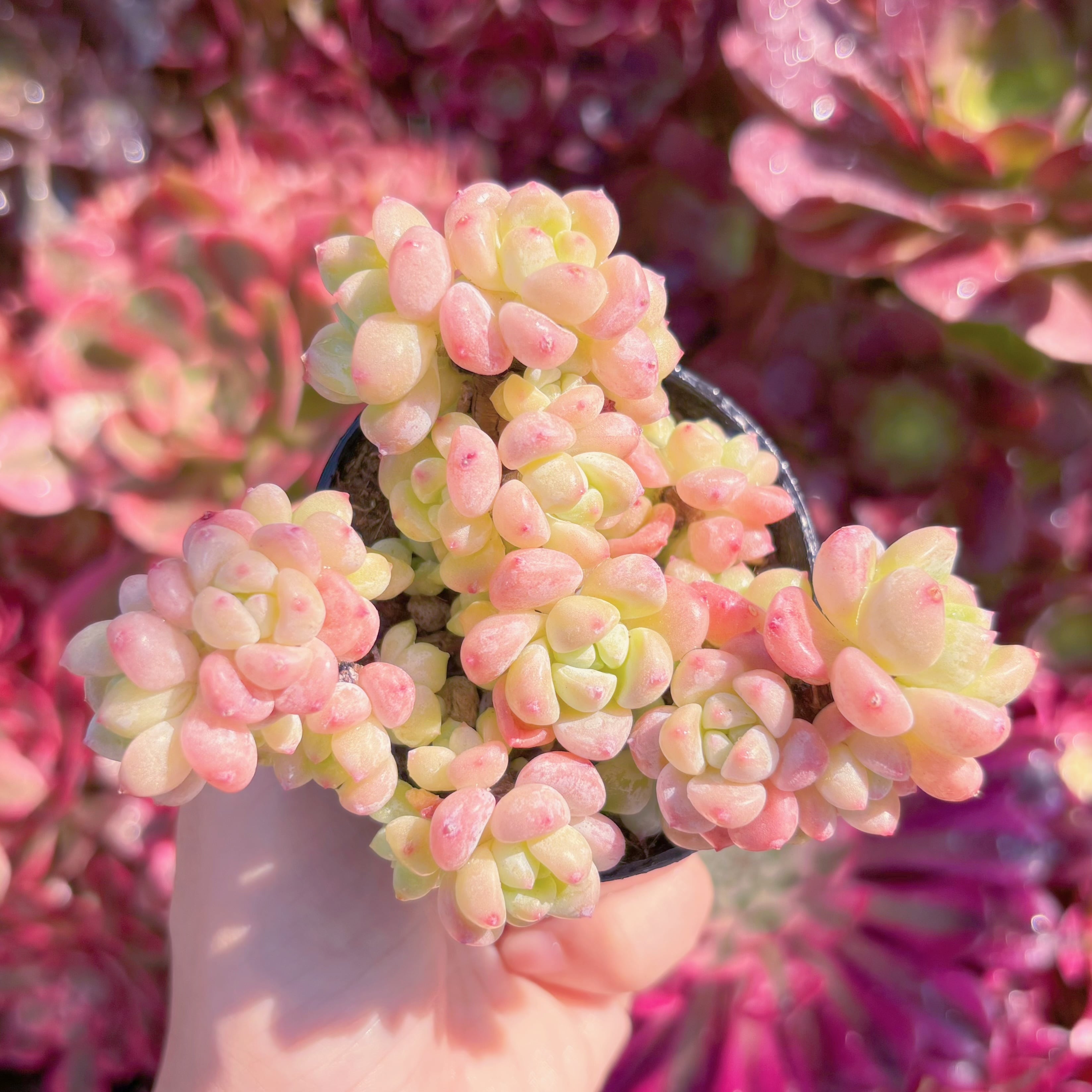 多肉植物　千本桜　群生　新入荷　るる農園