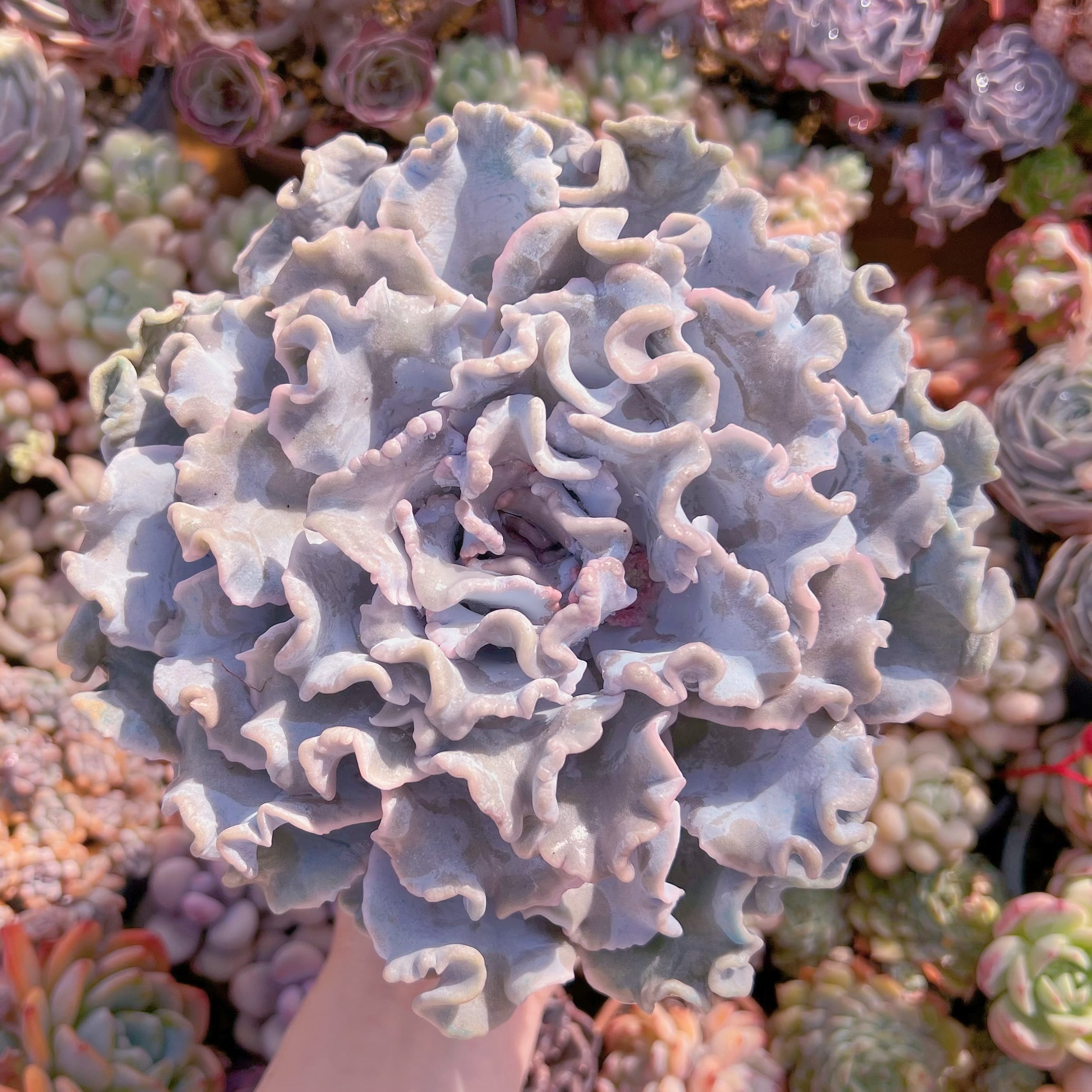 現品　クリスペートビューティー#754　特大苗　るる農園