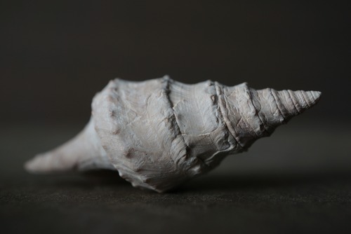 ポーランド産巻貝化石 Clavatula 1855