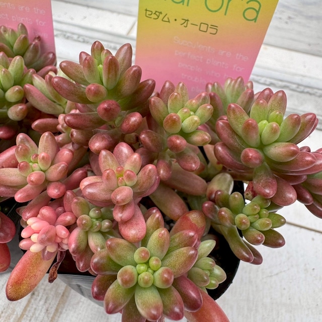 【セダム】オーロラ｜セダム｜多肉植物,寄せ植え,おしゃれ,かわいい