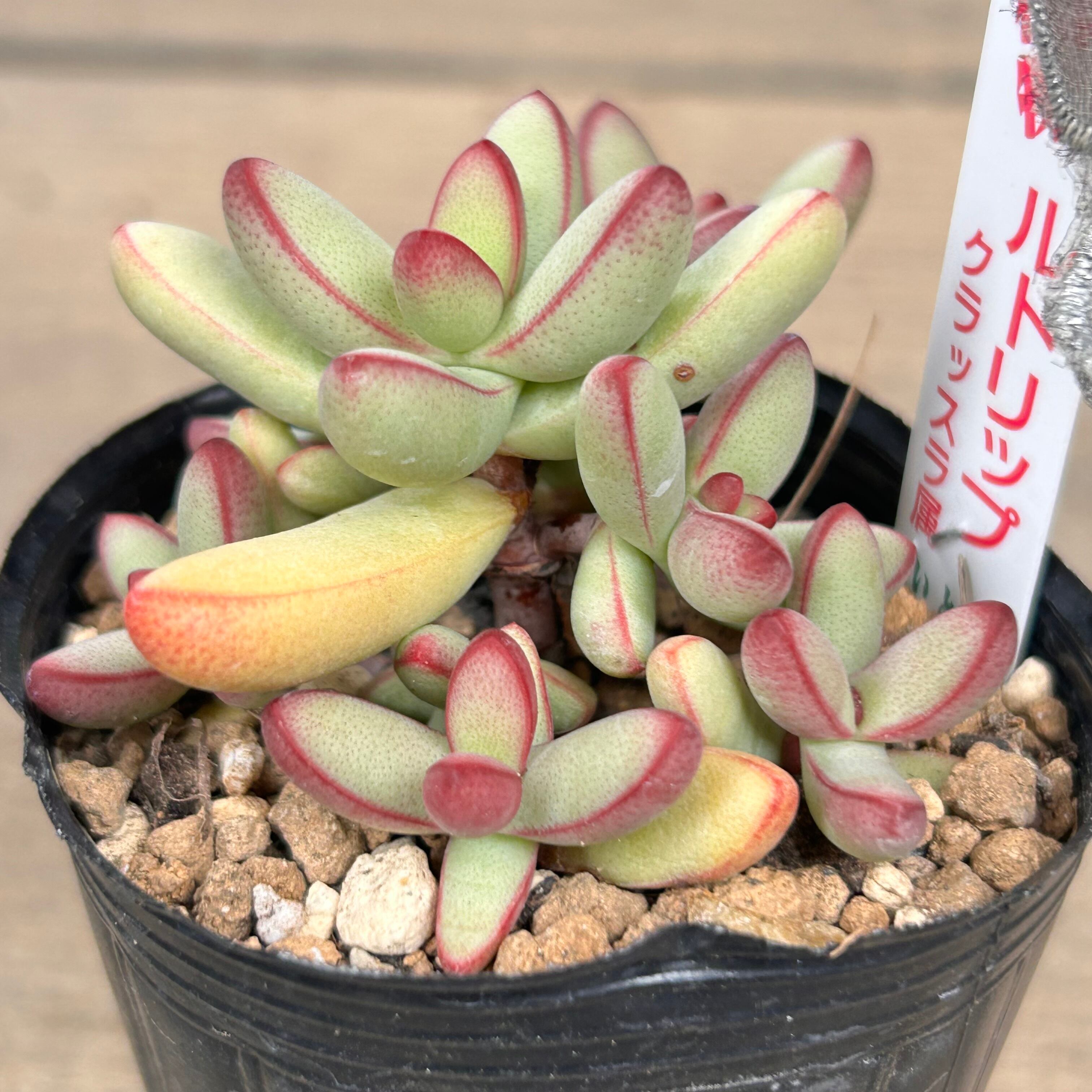 ルドリップ | RuPo 多肉植物専門店