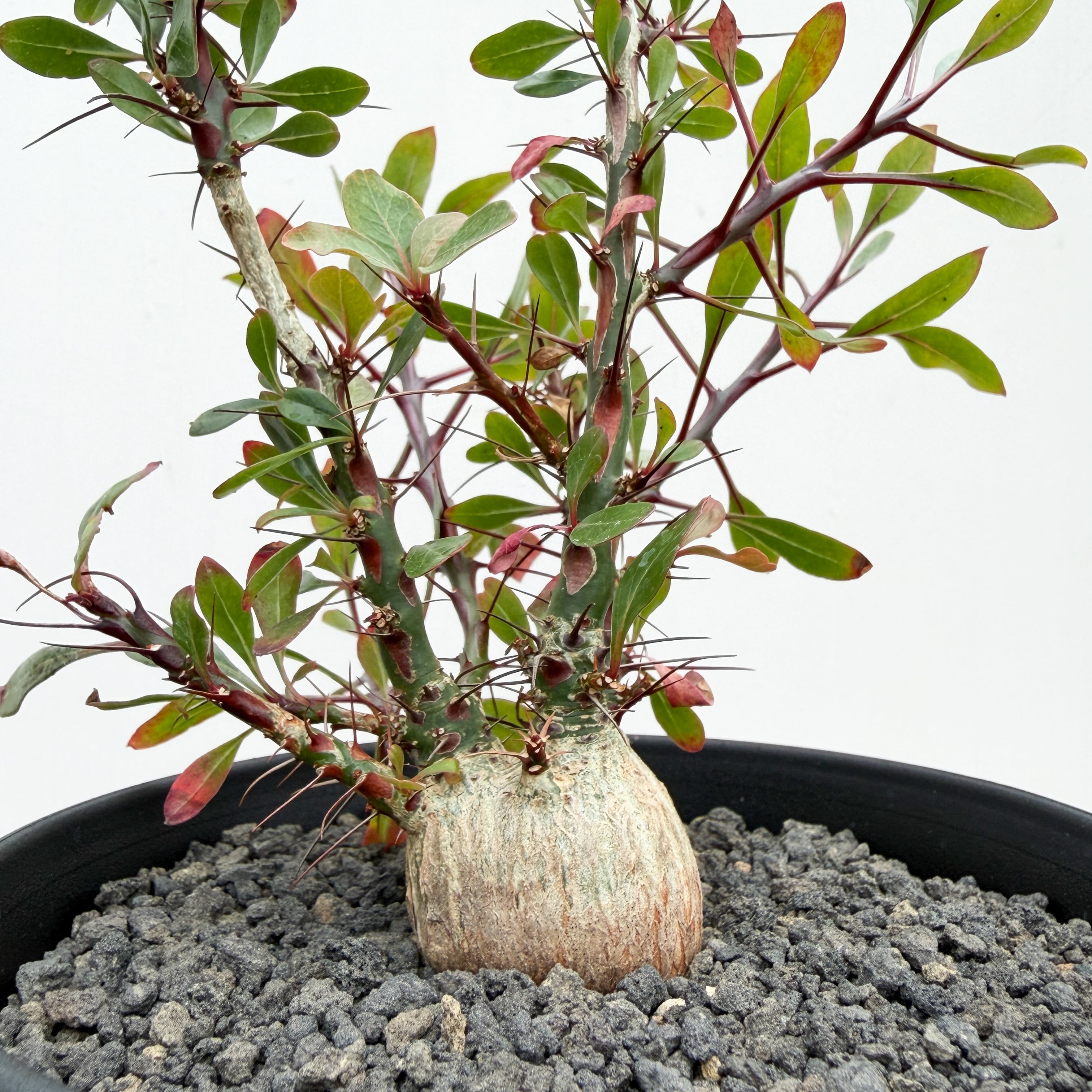Fouquieria fasciculata【フォークイエリア・ファシクラータ・実生