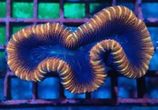 Trachyphyllia geoffroyi Red 2
