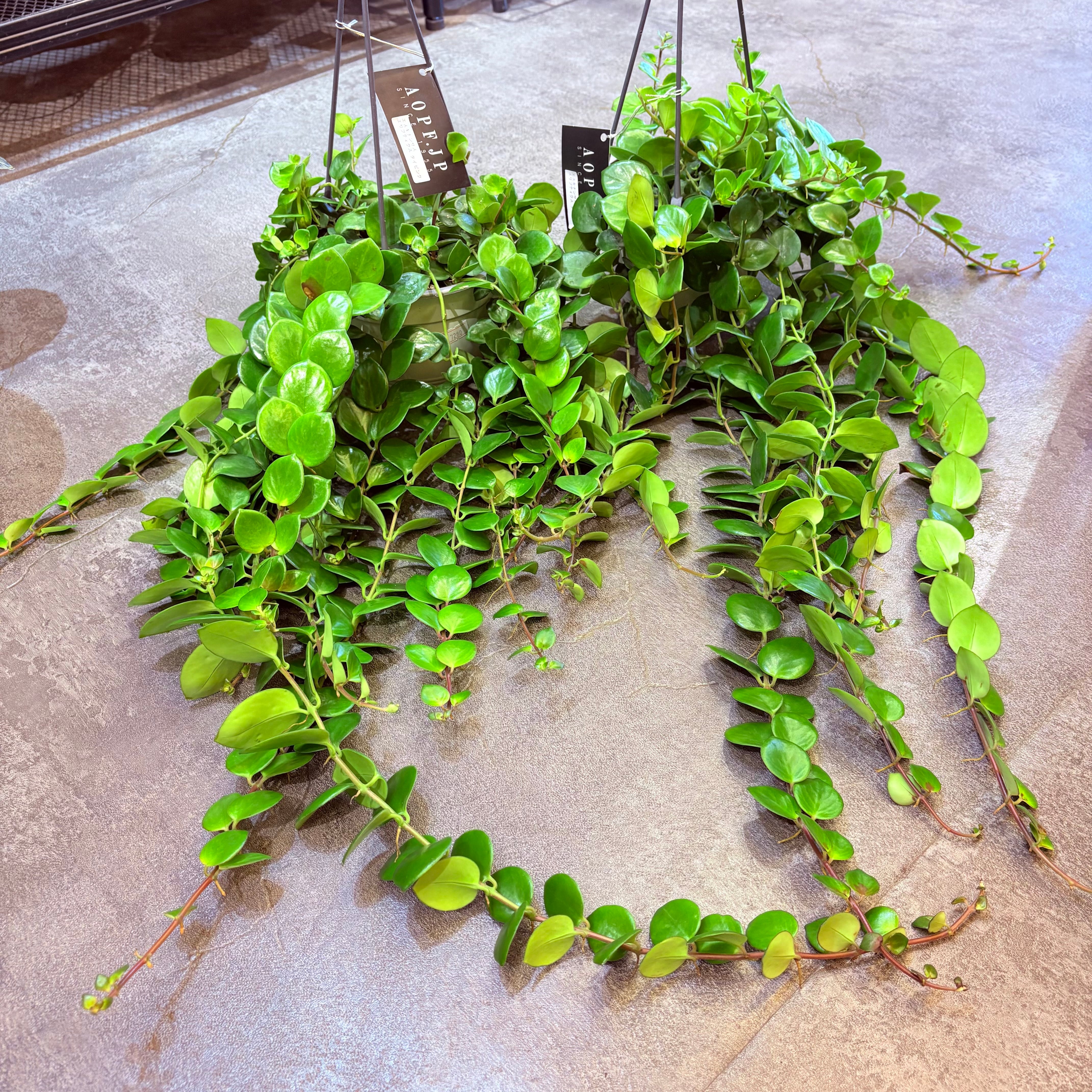 エスキナンサス エリプティク タイピンク 5号【荒木植物園さん