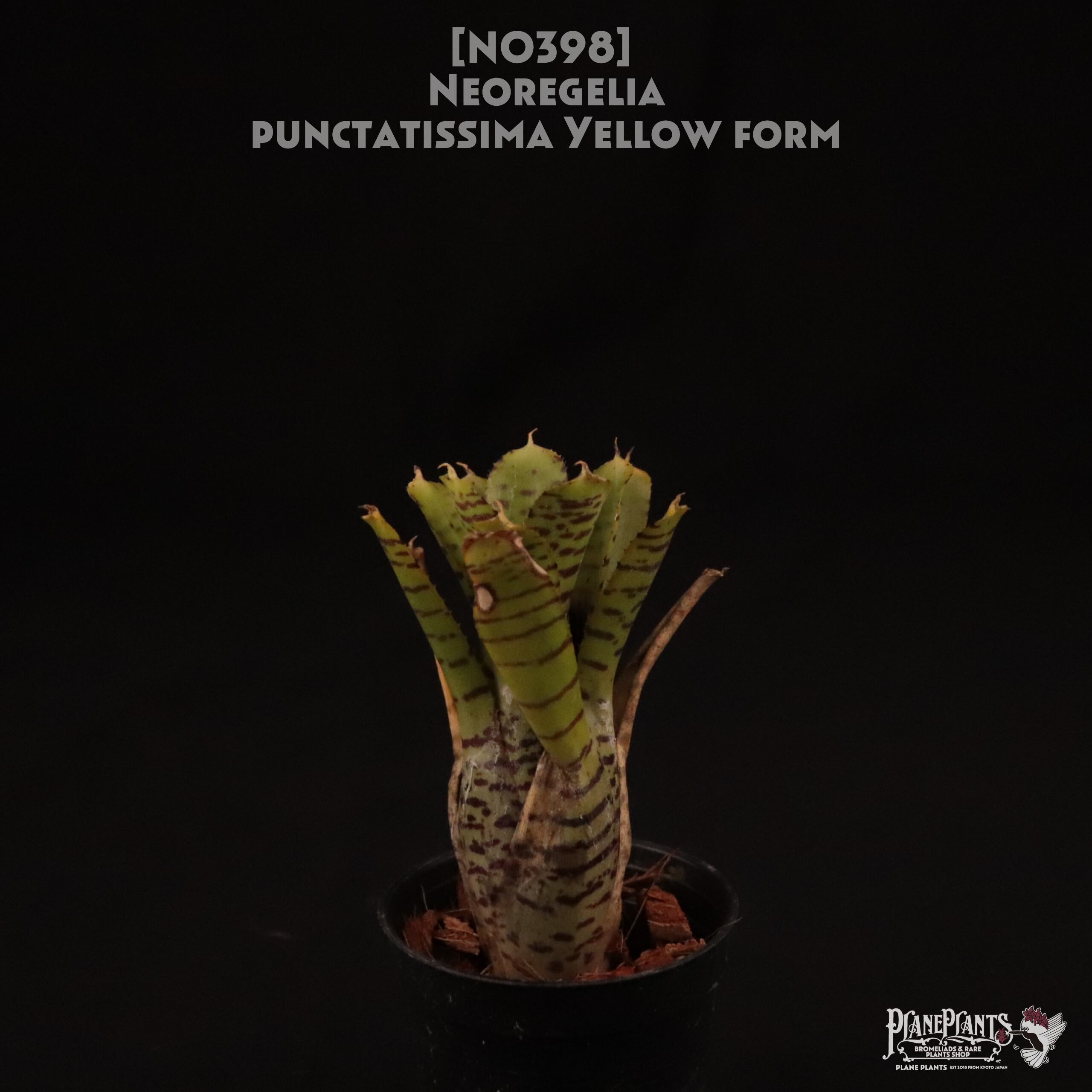【送料無料】Neoregelia punctatissima yellow form〔ネオレゲリア〕現品発送N0398