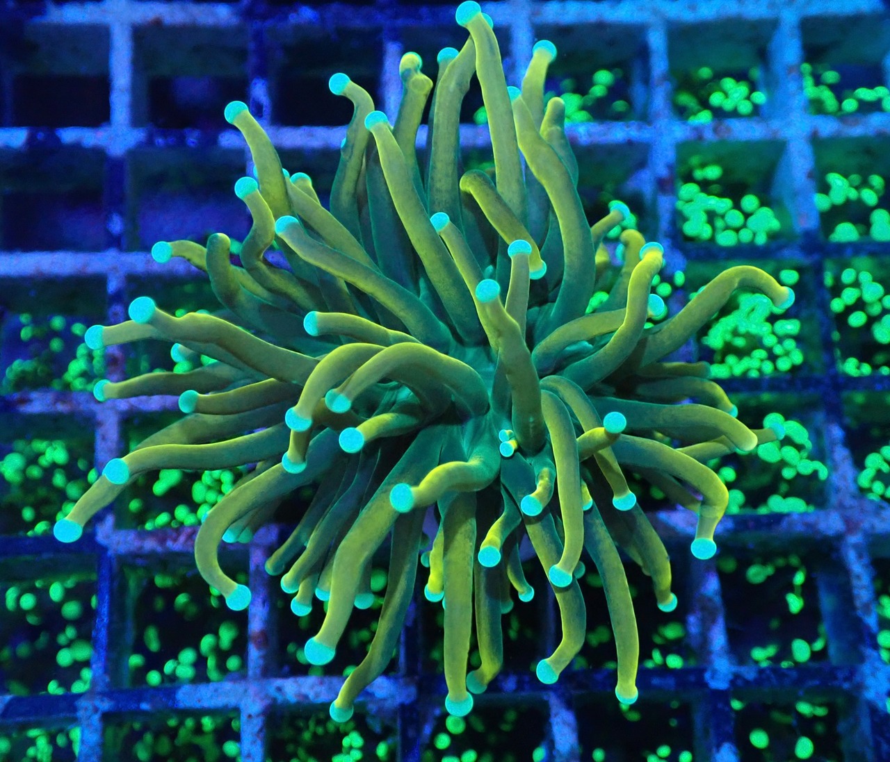 GoldTorch GreenStem 2