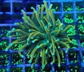 GoldTorch GreenStem 2