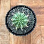 Euphorbia obesa×stellispina【ユーフォルビア・オベサ群星冠】