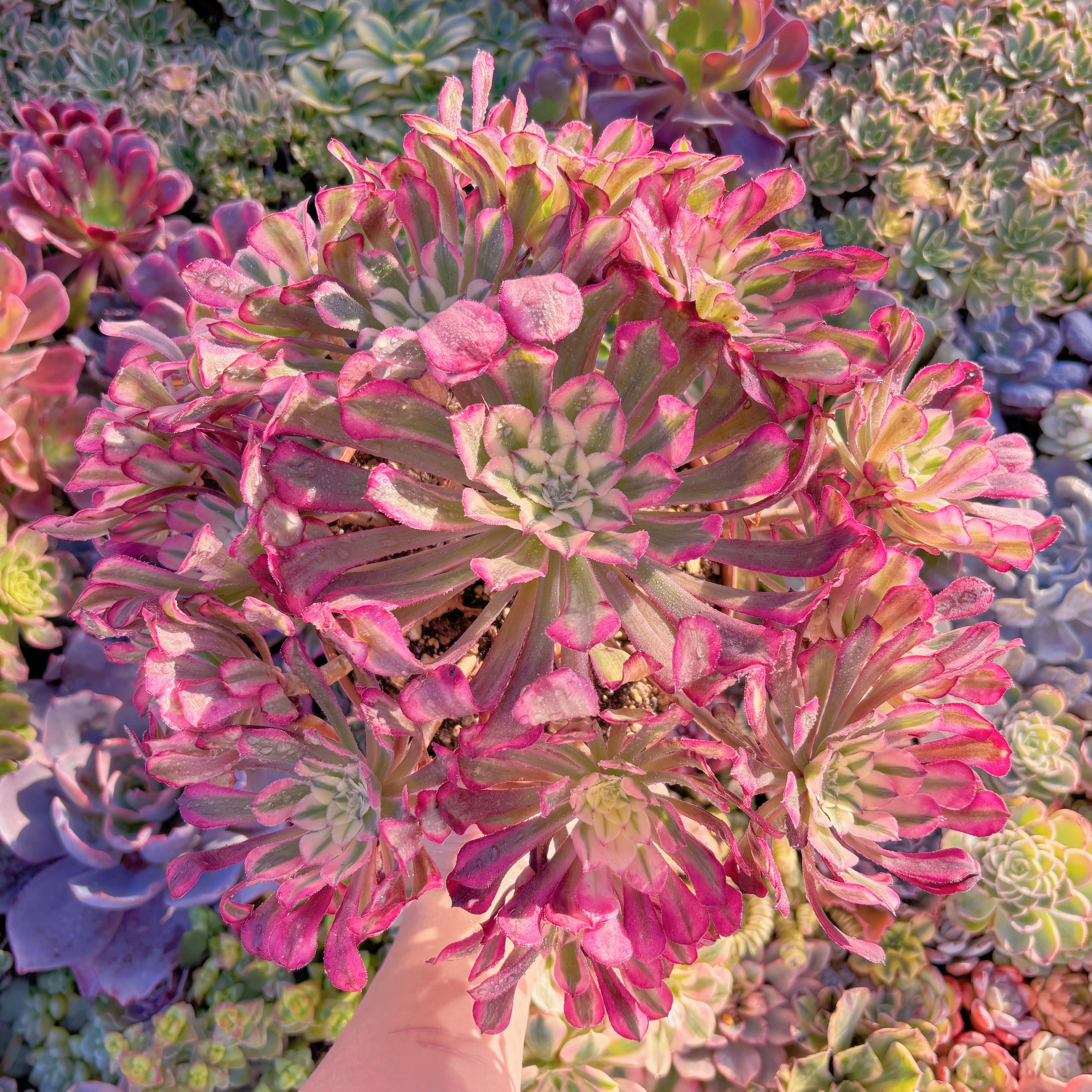 現品　ブラックチェリー#M261　特大群生　新入荷　るる農園