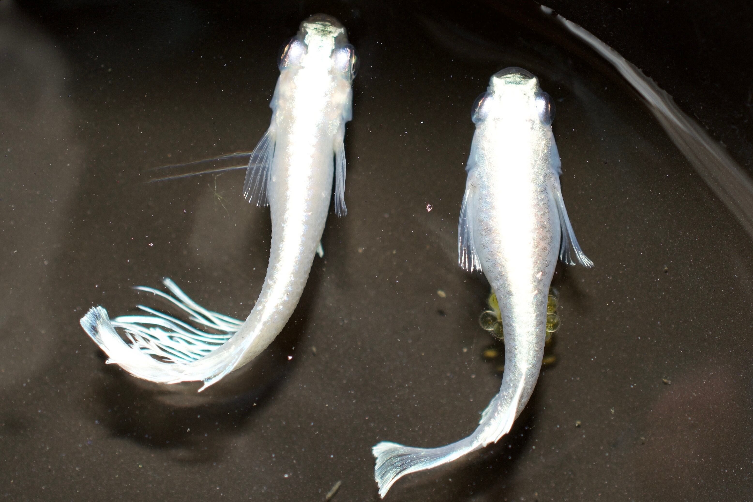 残り1セット❗予約販売！マリアージュロングフィン1ペア