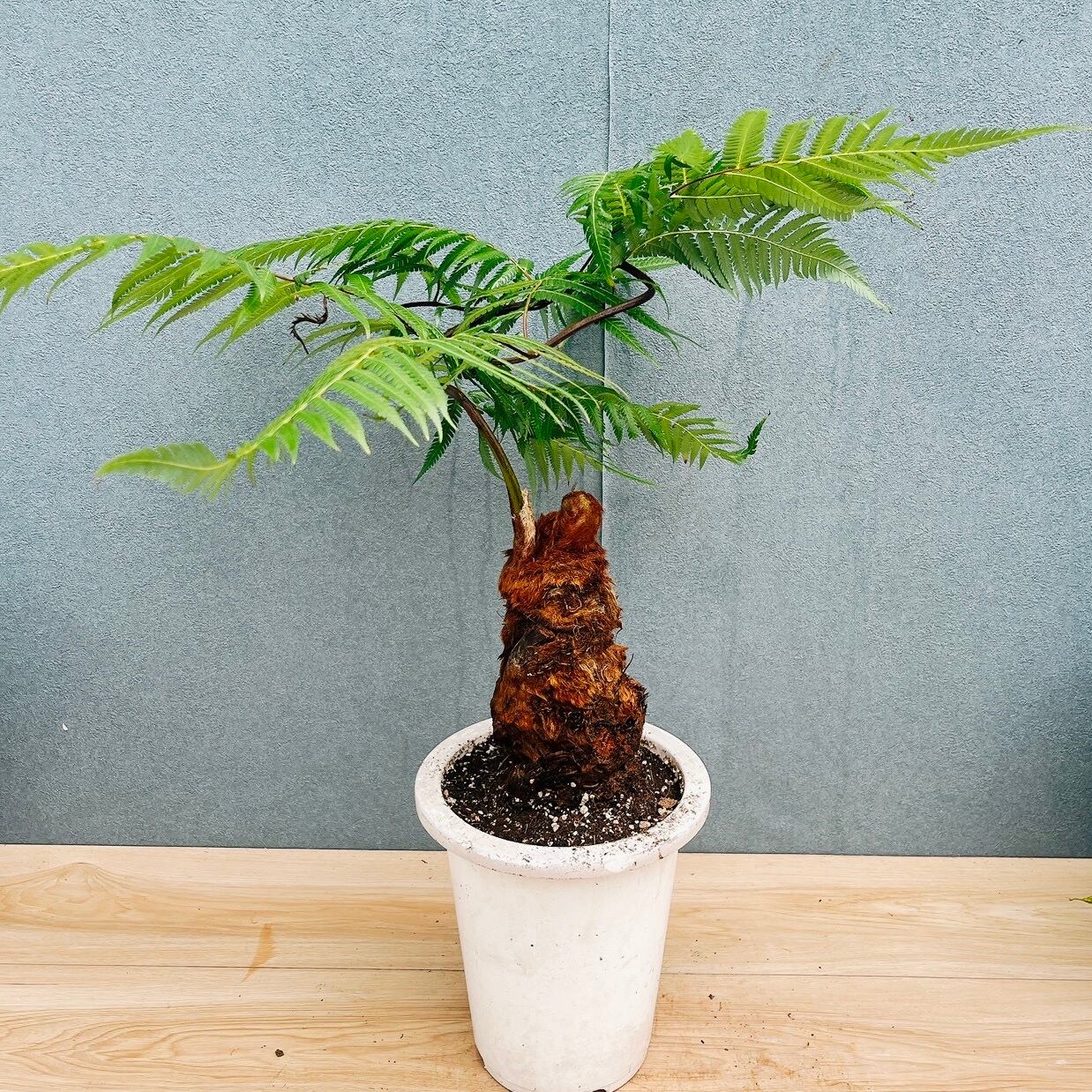 ［現品］【希少】1番　キンモウコウ　7号　観葉植物　レア　室内　タカワラビ 現品］【希少】1番 キンモウコウ 7号 観葉植物 レア 室内 希少
