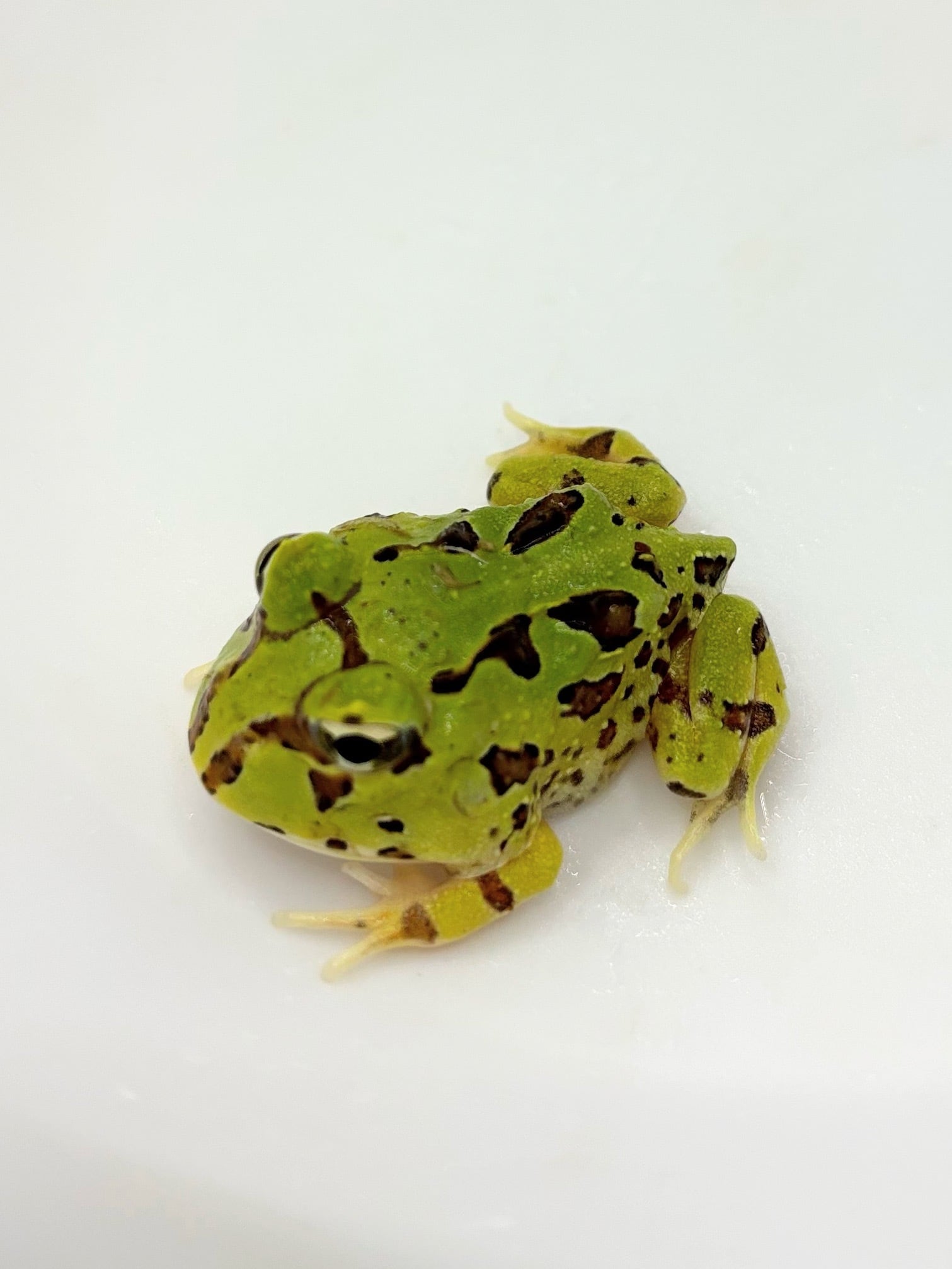 クランウェルツノガエル　２　グリーン＆ブラウン　無選別６匹　+死着保証分２匹の計８匹