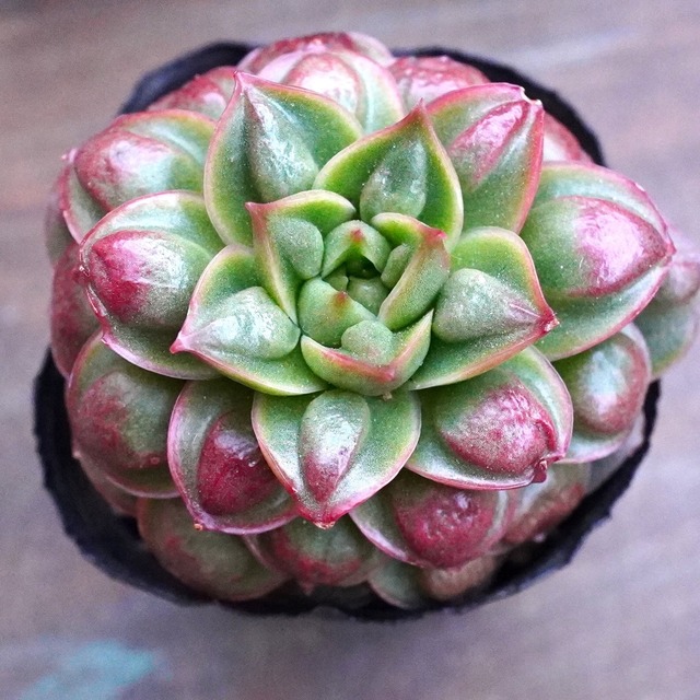 ※再入荷※ 美苗【丸葉ドロップロンギシマ 】エケベリア　韓国多肉　オススメ