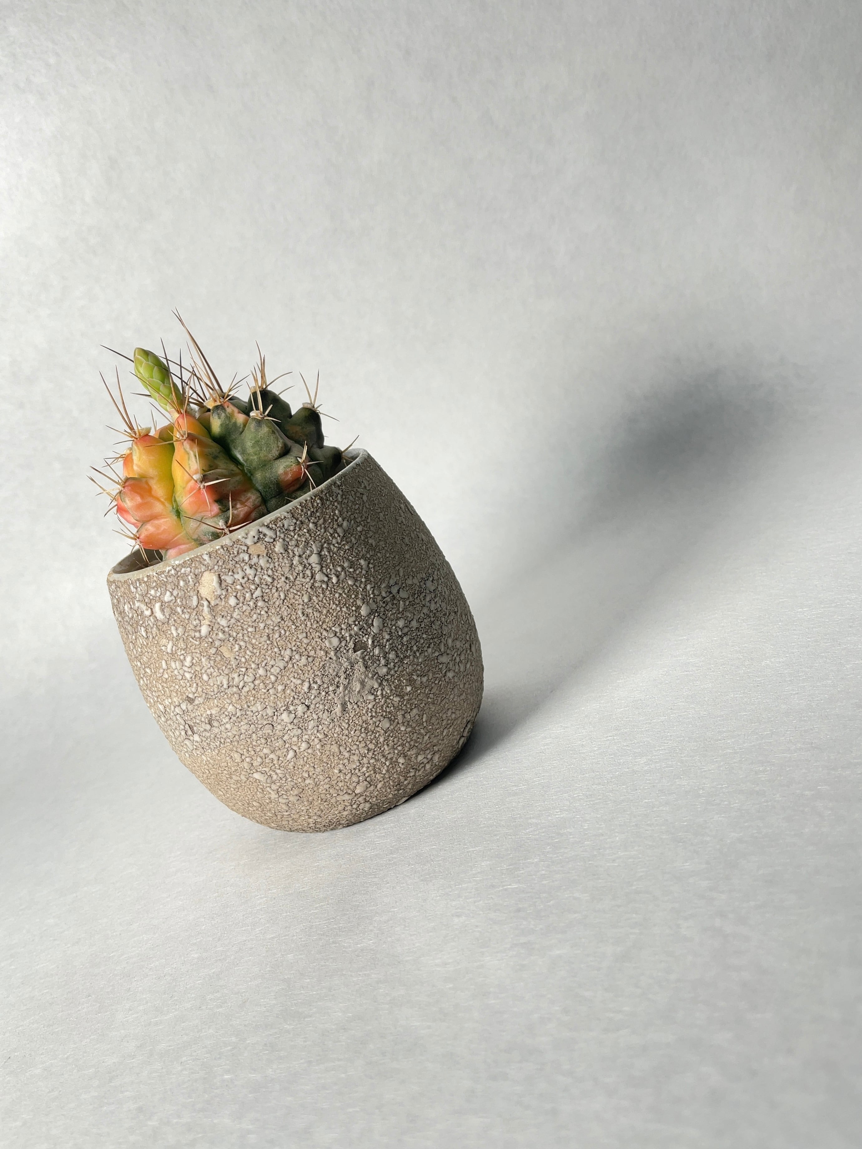 ギムノカリキウム・翠晃冠錦 | trigger