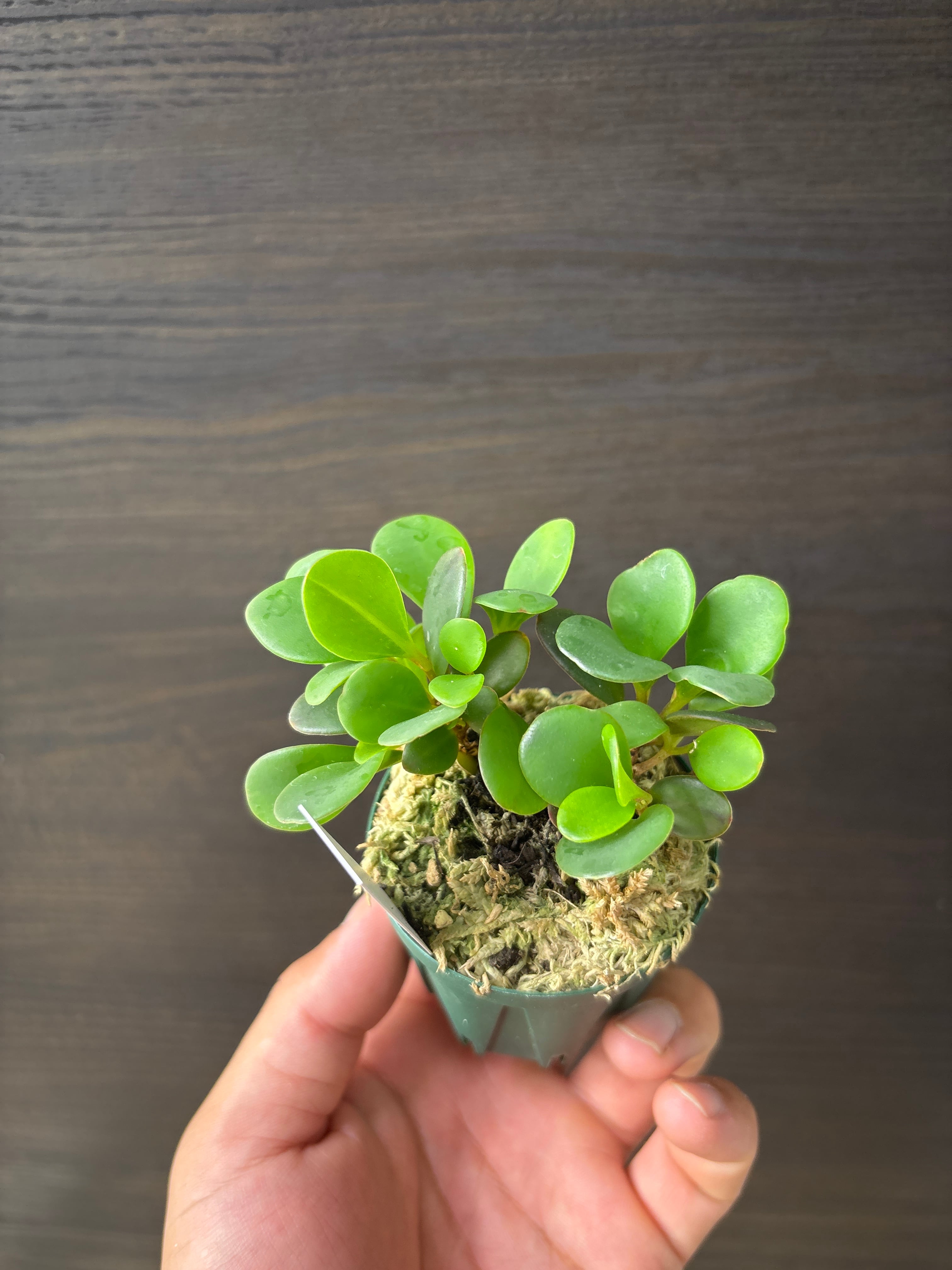 【数珠状凸凹肌】コミフォラ エイルのようなセンナ メリディオナリス おじぎ草 観葉植物 【数珠状凸凹肌】コミフォラ エイルのようなセンナ メリ