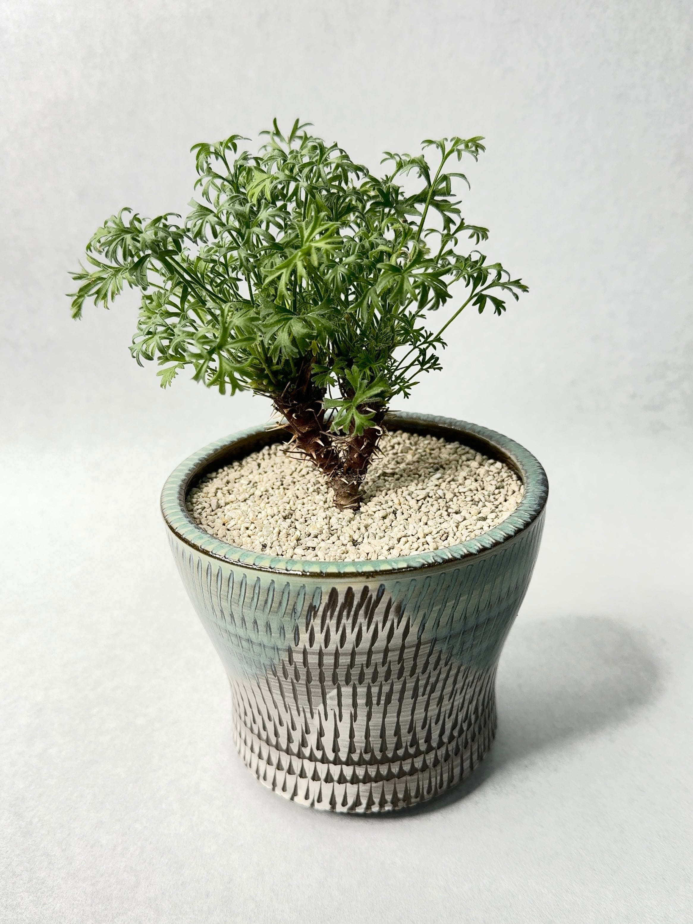 ペラルゴニウム・ヒストリクス