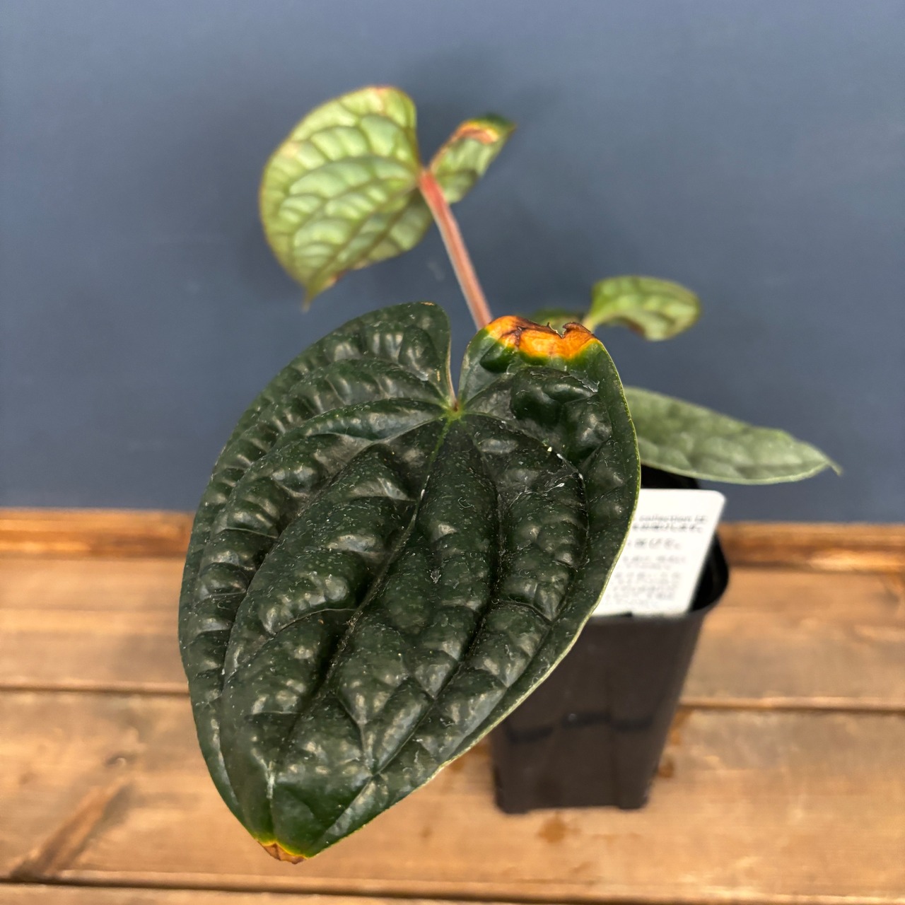 アンスリウム　ルクスリアンス【342】