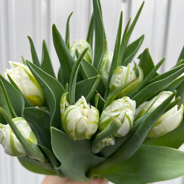 【今週のチューリップ　即出荷】　白八重咲きチューップ　　10本