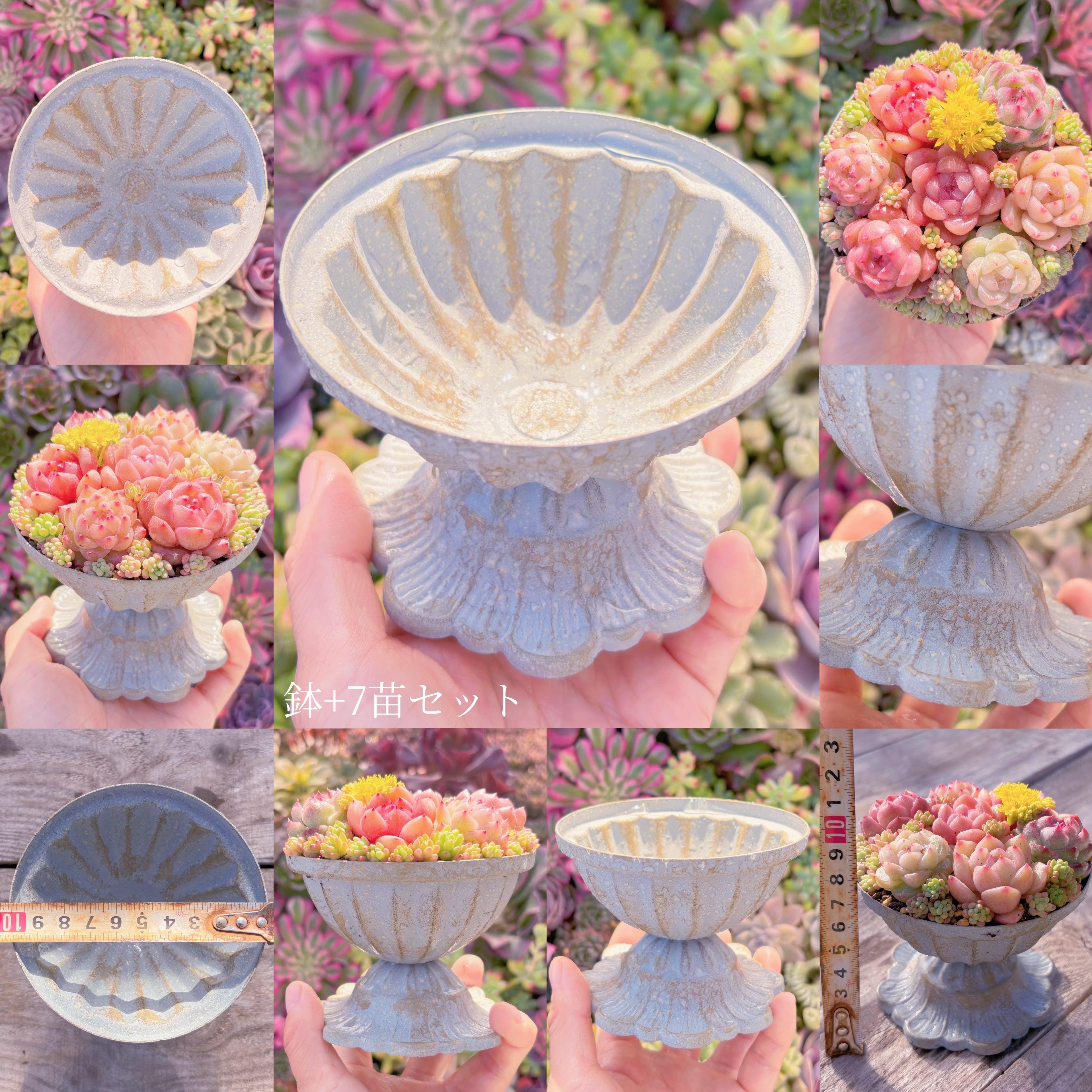 多肉植物　鉢+7苗セット　新入荷　るる農園