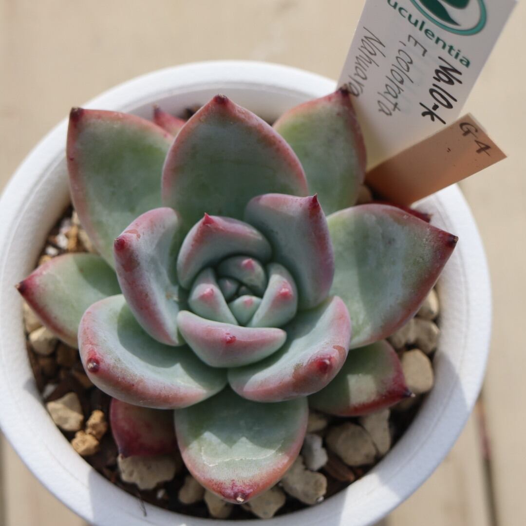 コキリノ苗 コロラータ トニョ01×Roof - メルカリ コキリノ苗