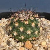 【Copiapoa】サボテン　イスラヤsp実生【1037】