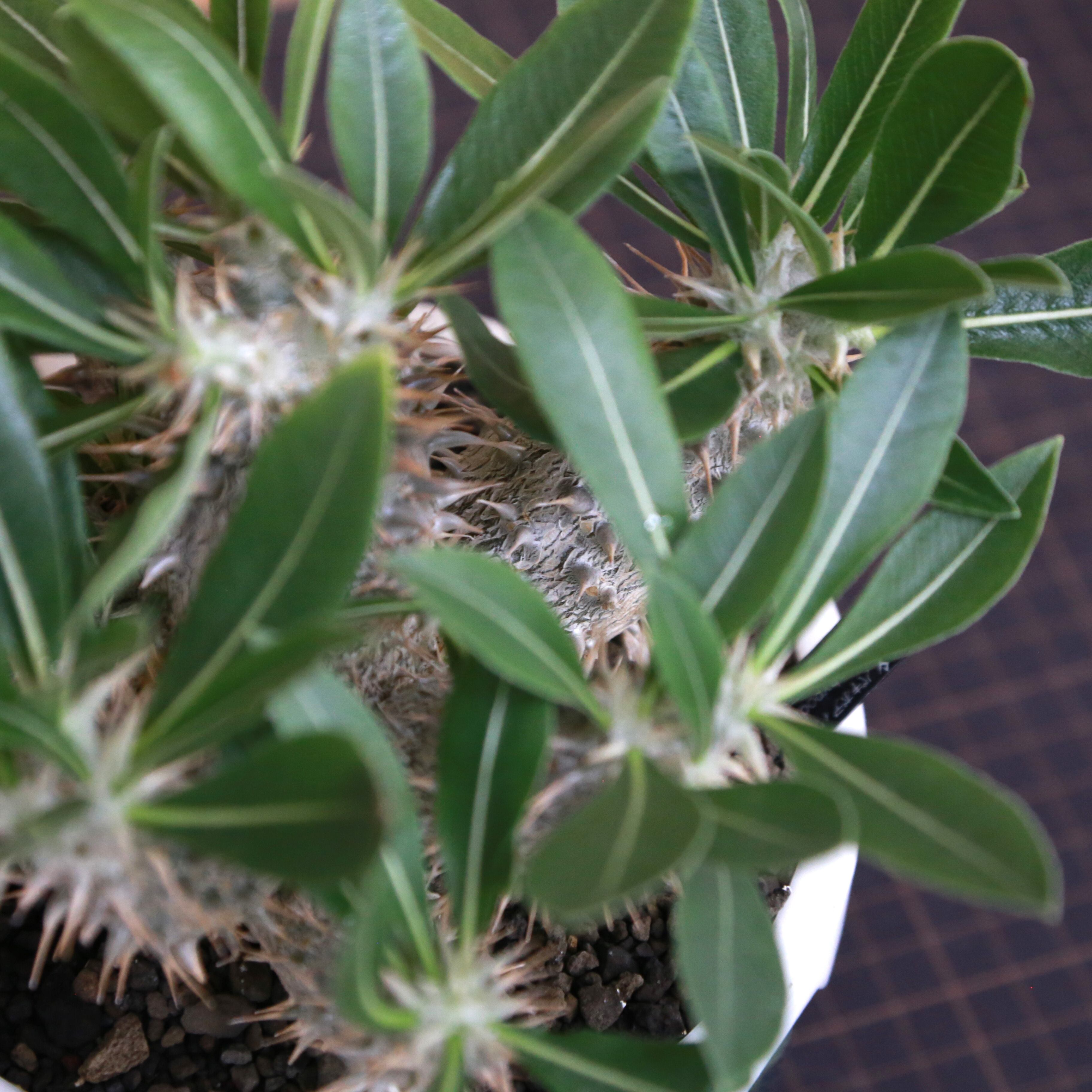 Pachypodium Rosulatum パキポディウム ロスラーツム / 実生・大株（低