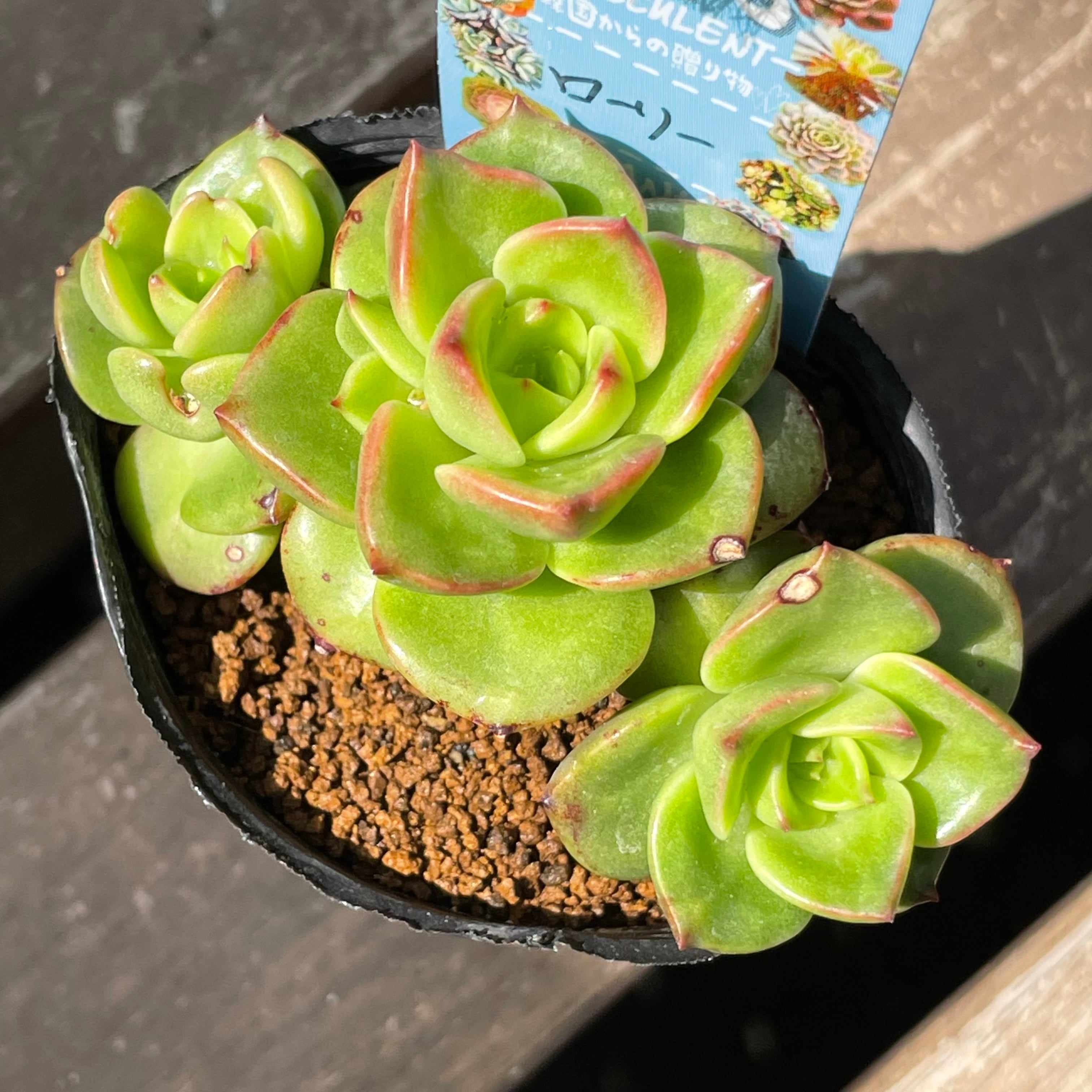 定価の88%OFF ポンデンシス×アモエナ 多肉植物 韓国苗 40 販売会