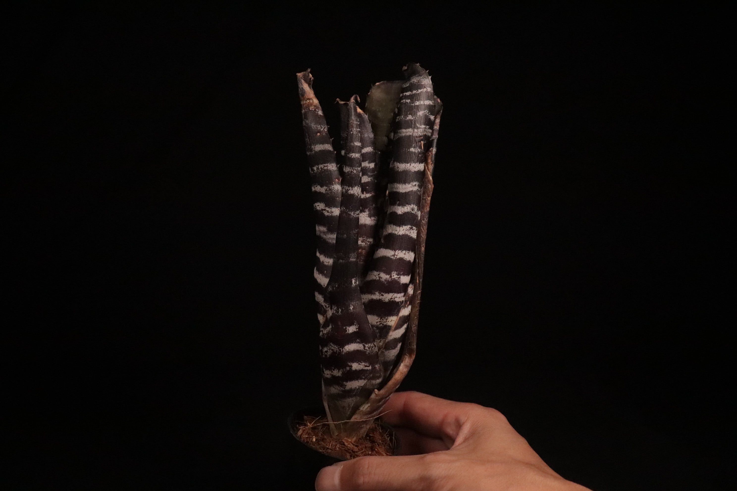送料無料】Aechmea chantinii (Black Select×Black Ebony) ×(Black