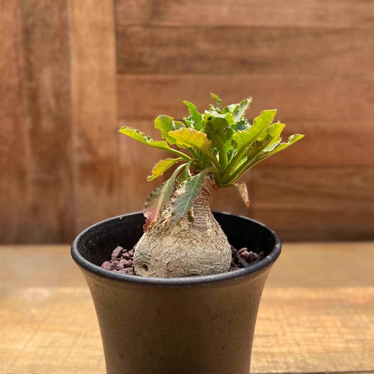 ユーフォルビア フィッシュボーン フィッシュスケール 【公式通販】