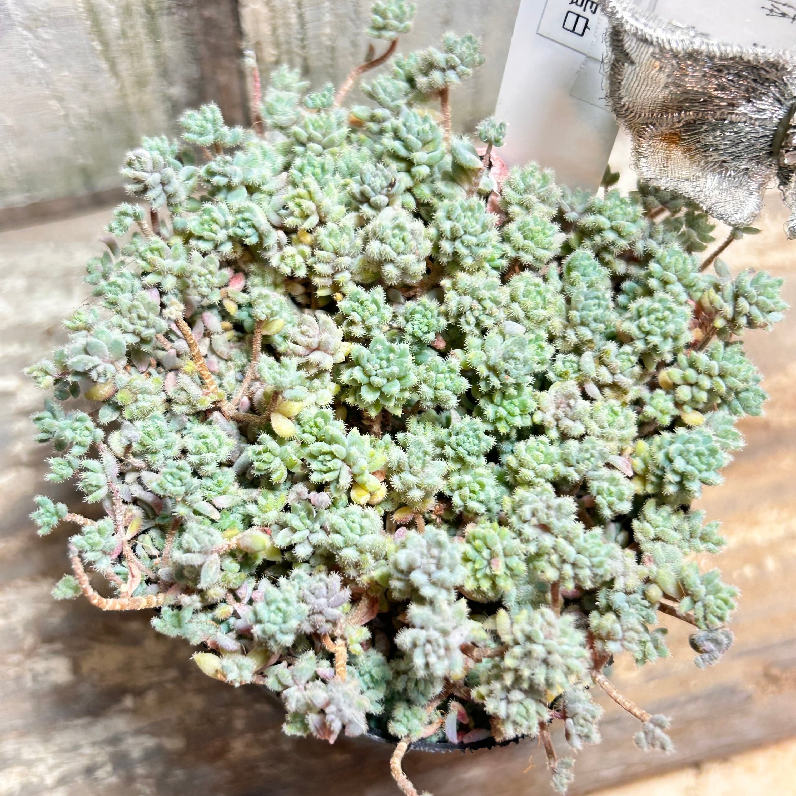 紫牡丹 センペル | RuPo 多肉植物専門店