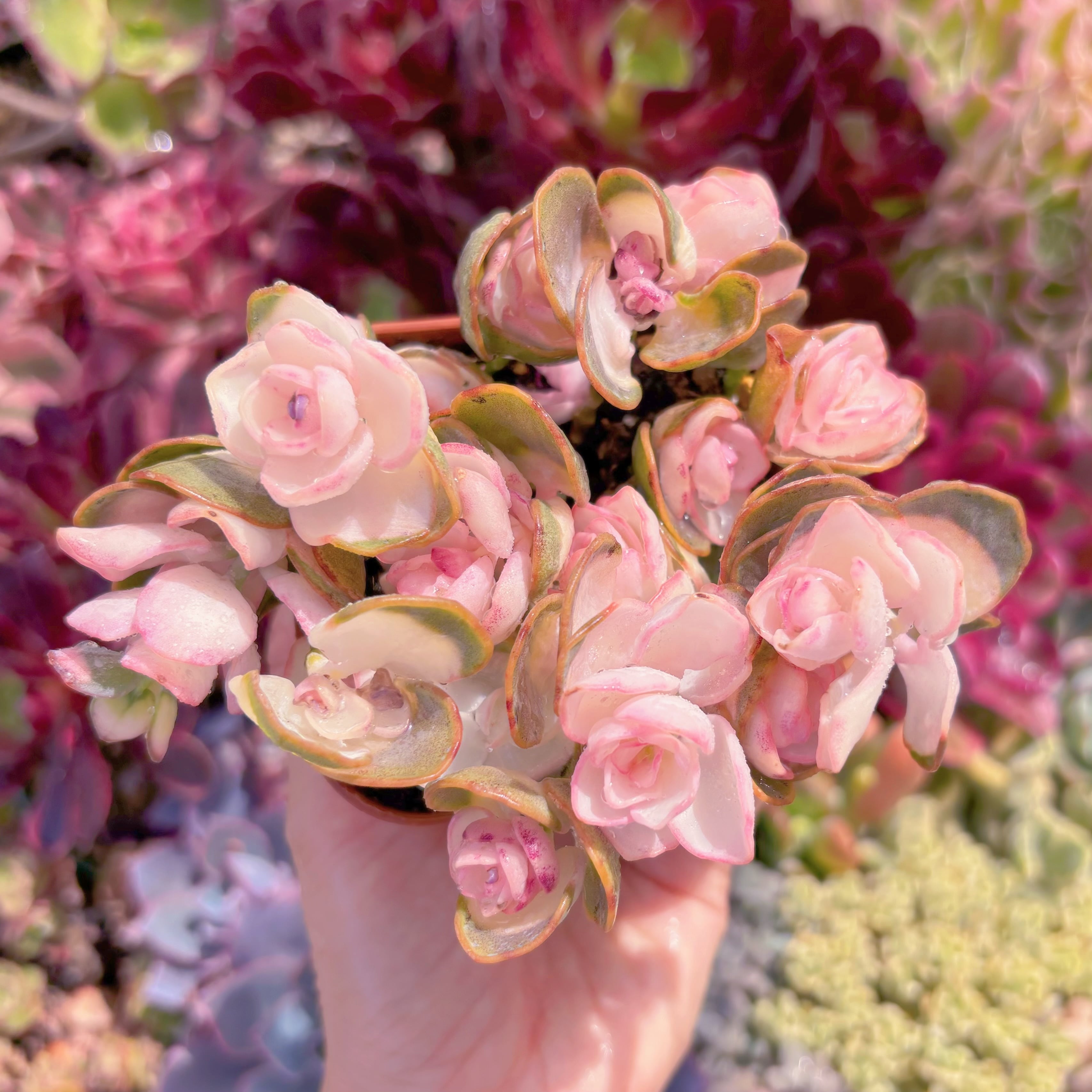 現品　白姬之舞錦#679　るる農園