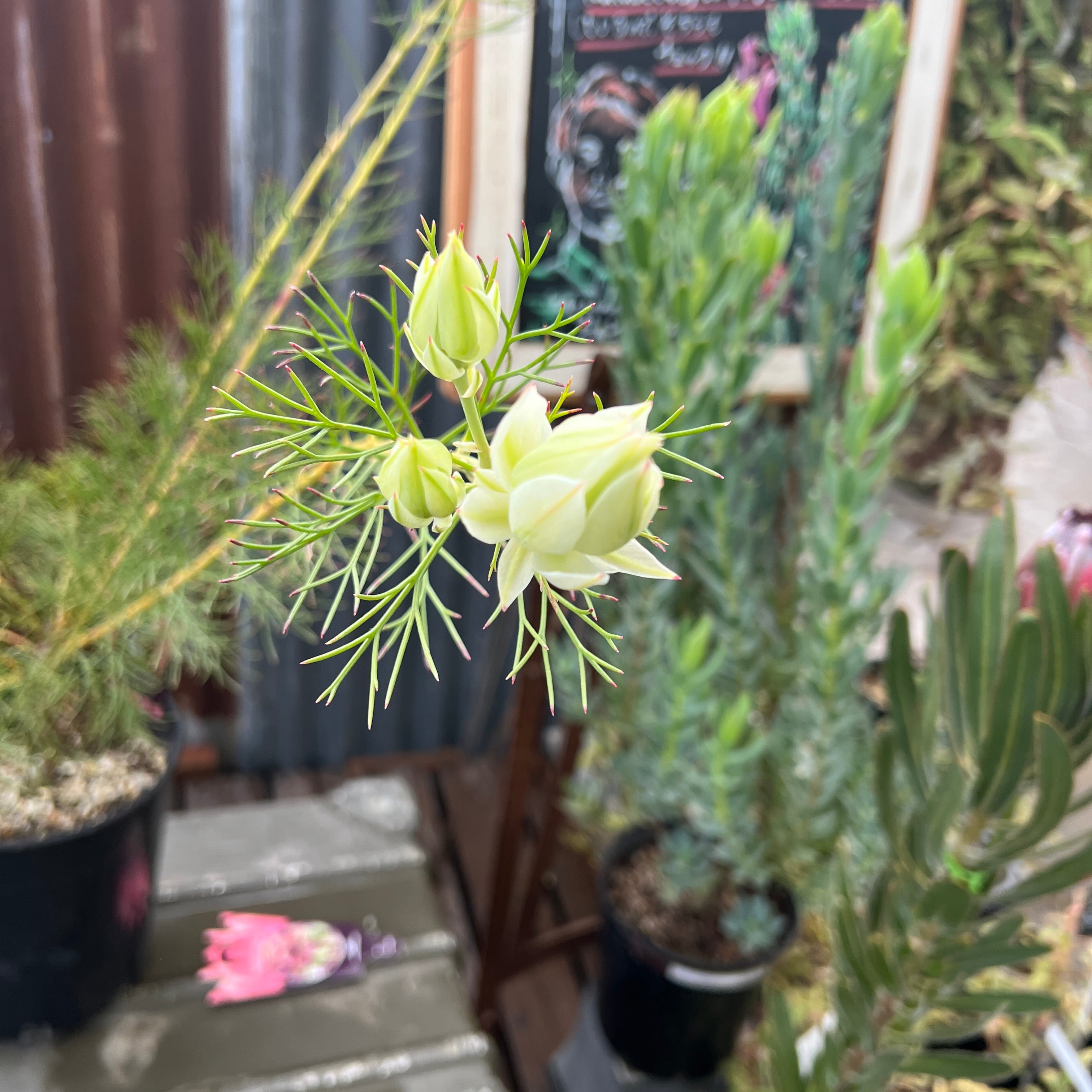 ジョーイセルリア ブラッシングブライド① | 沼ノ上農園