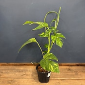 【クリアランス】エピプレナム アマゾンゴールド【538】