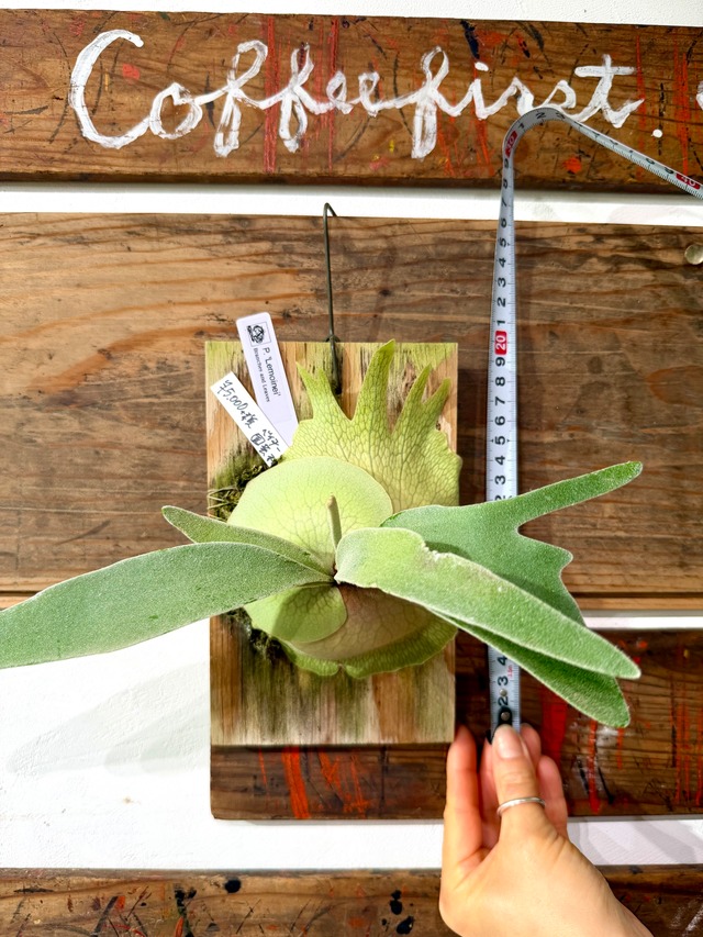 【ビカクシダ】レモイネリ！大人気植物！久々の登場です！写真の現物配送です）