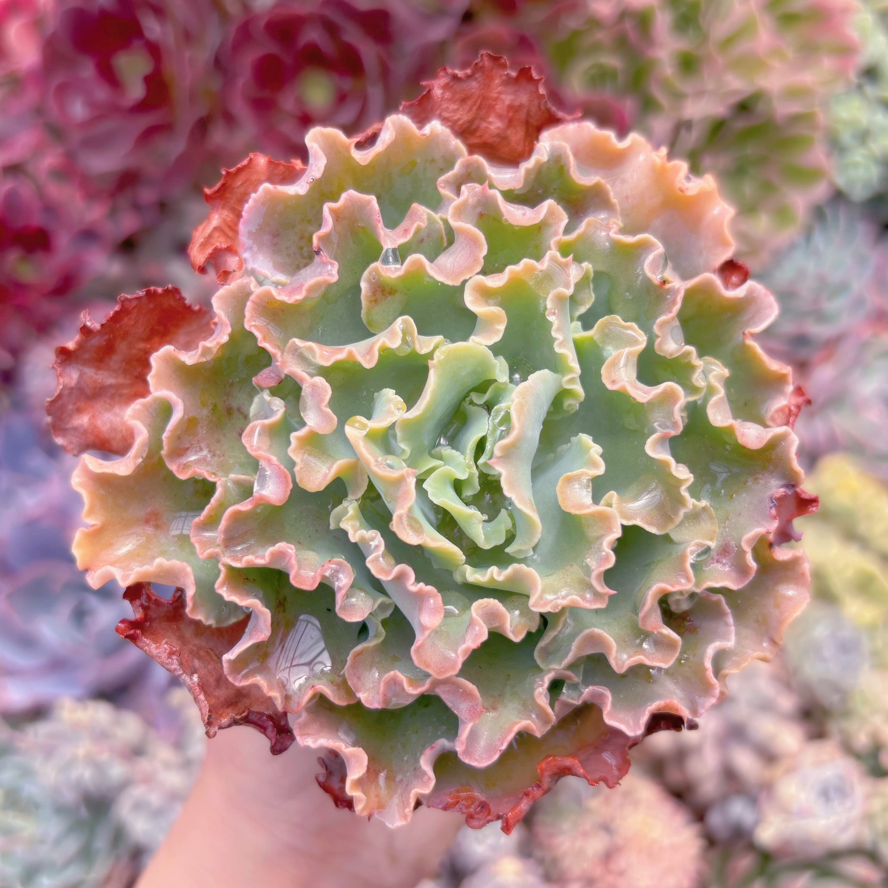 現品　Blue Curls#867　るる農園