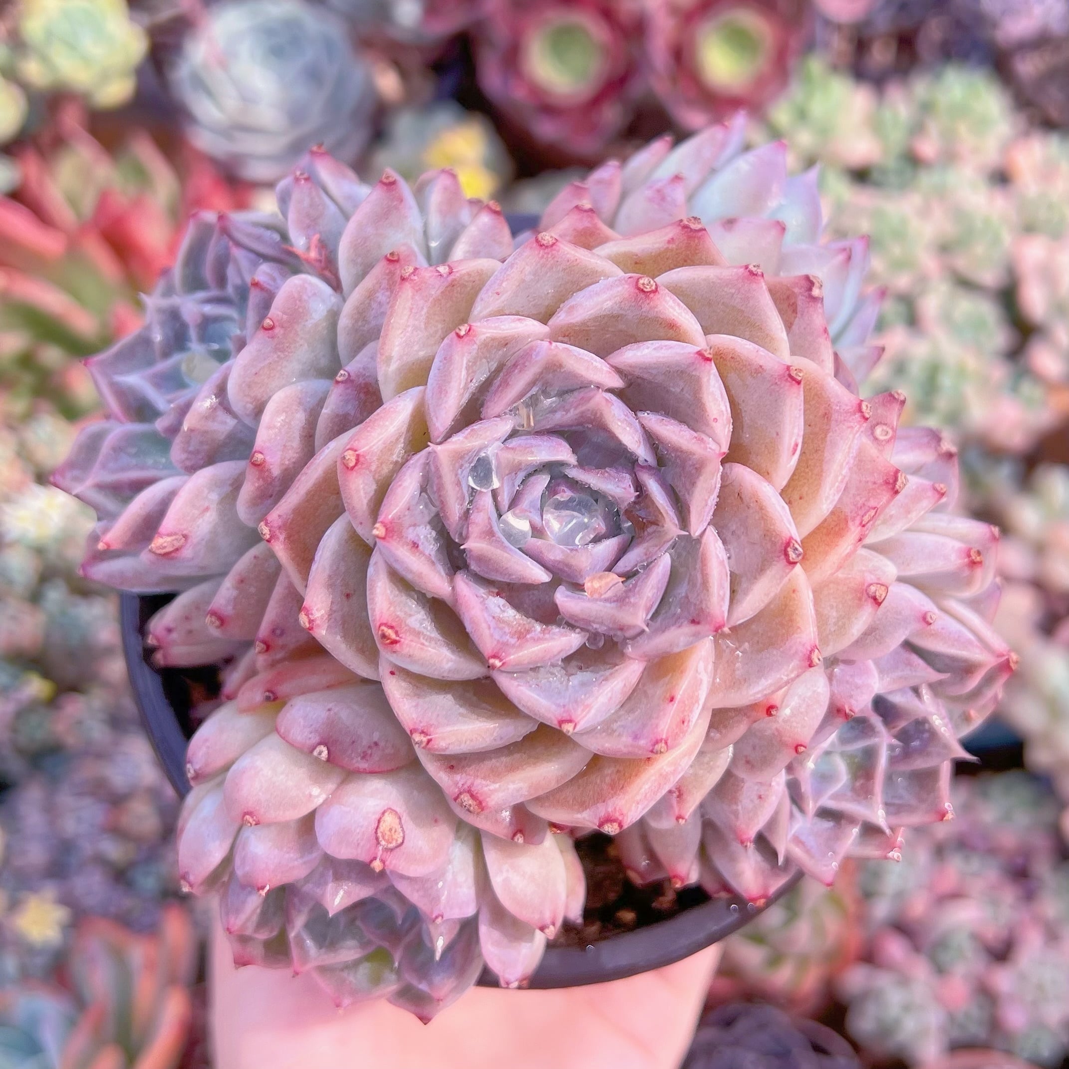 現品　ヘレナ#K001　大苗　るる農園