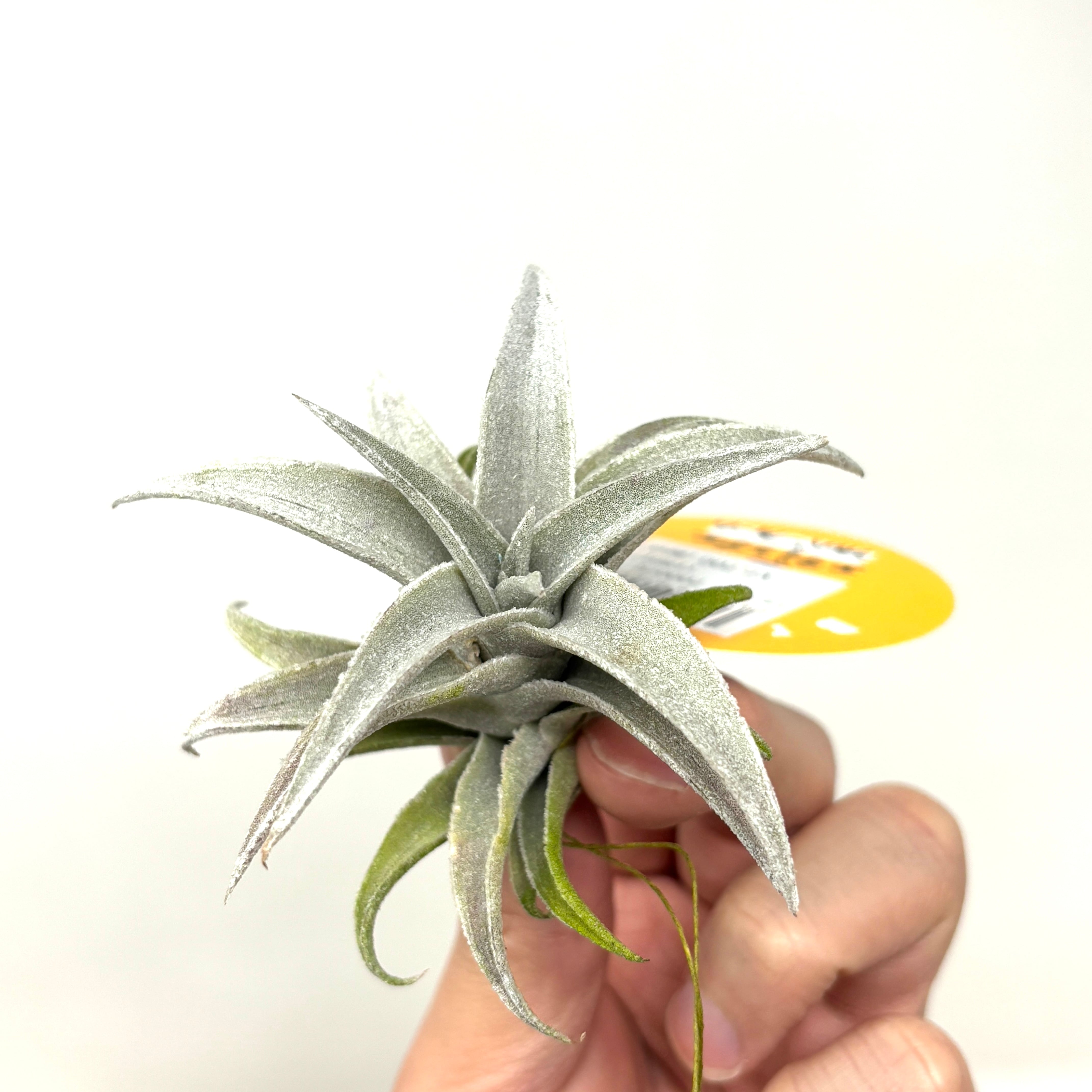 エディシアエ シルバーフォームedithiae Silver Form 【公式通販】