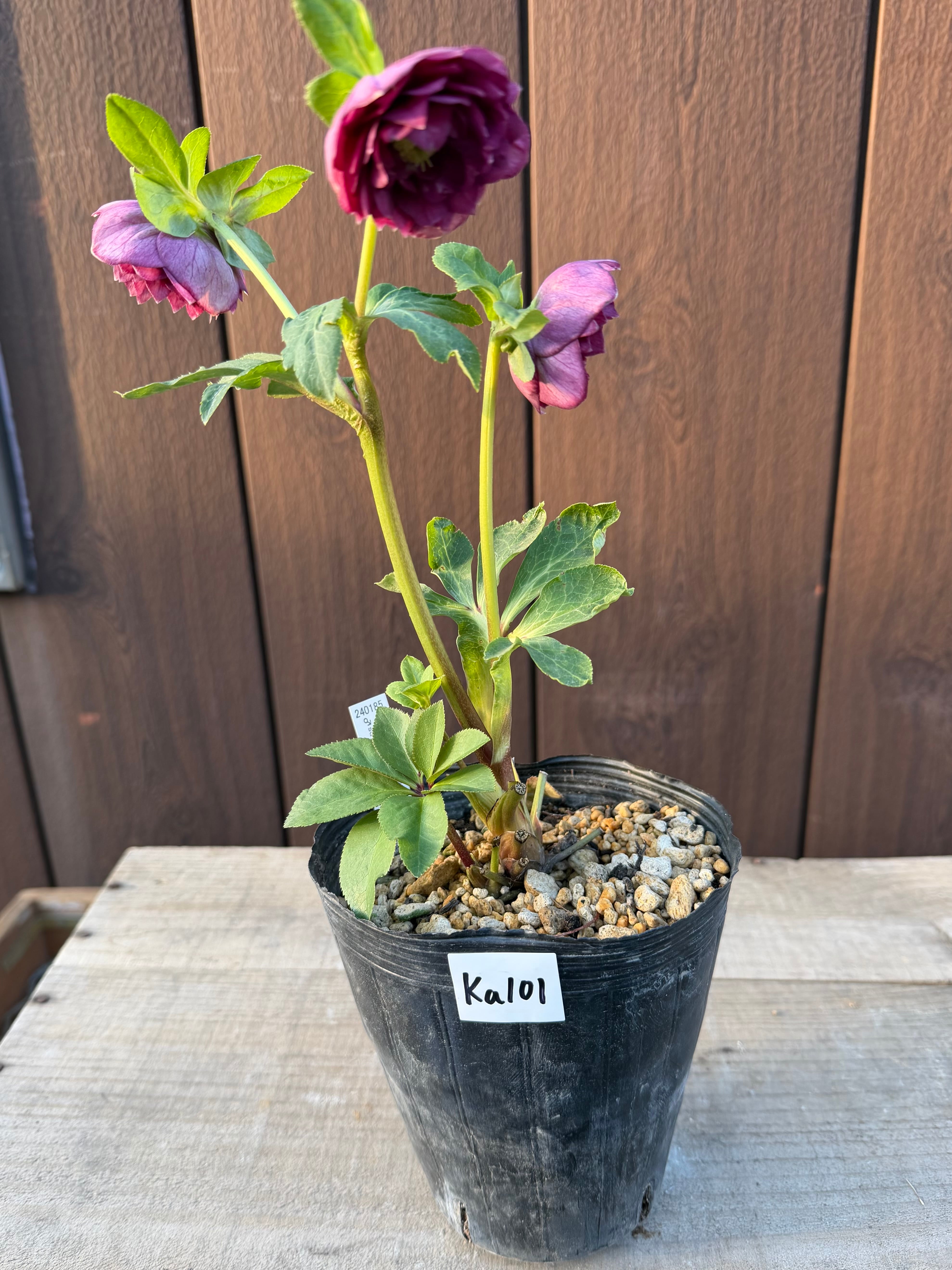 アンティークアフロディーテ系多弁パープル 加藤農園 クリスマスローズ