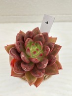 輸入苗　☆シャーロットガーデン No.4