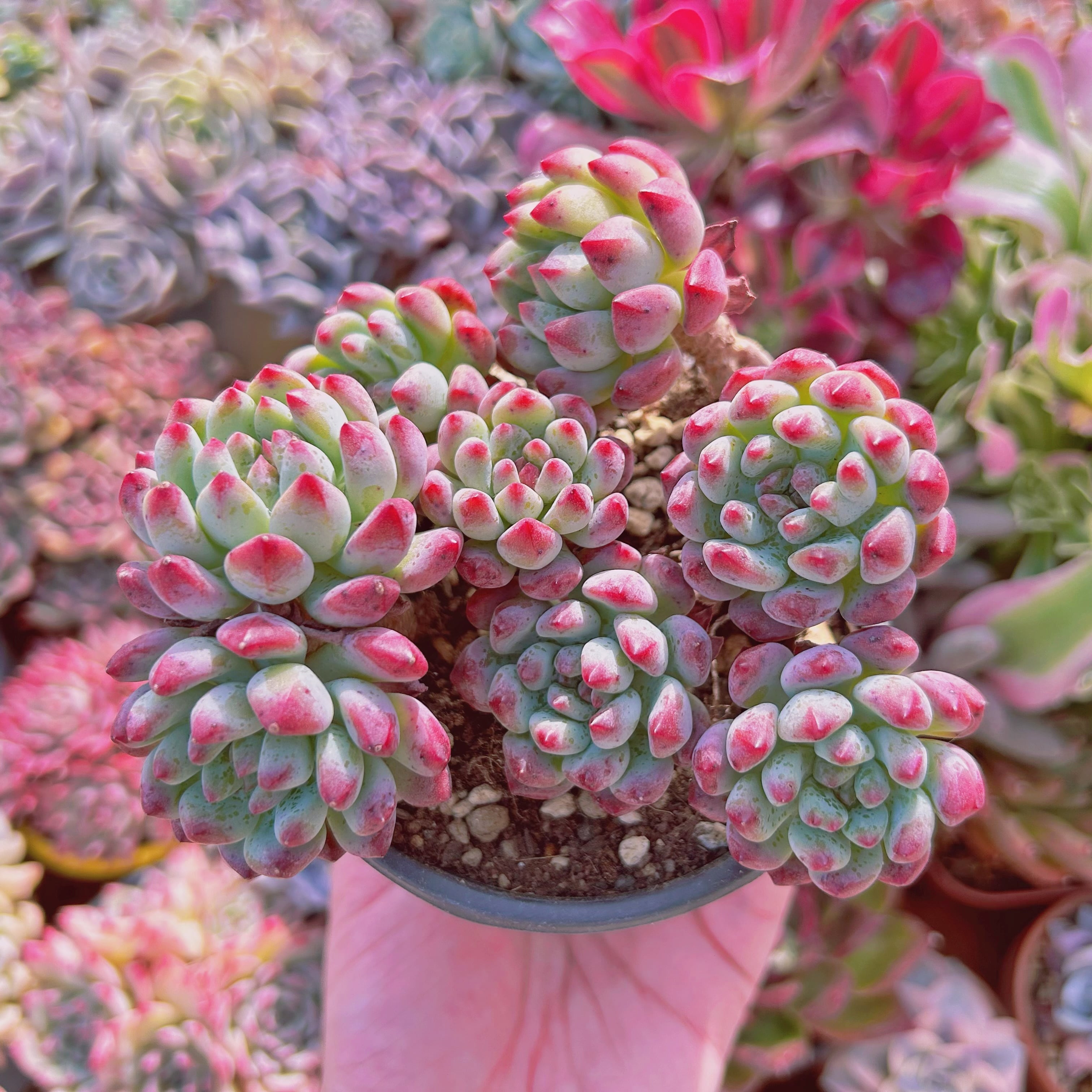 #747現物　多肉植物　ブルーエルフ　特大