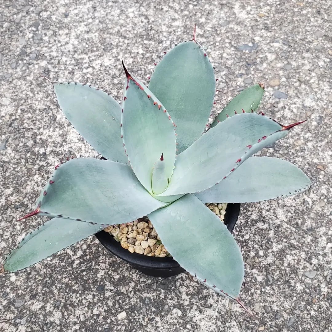 アガベ パリー トランカータ 子株 F00324_Agave parryi var. truncata:アガベ・パリー
