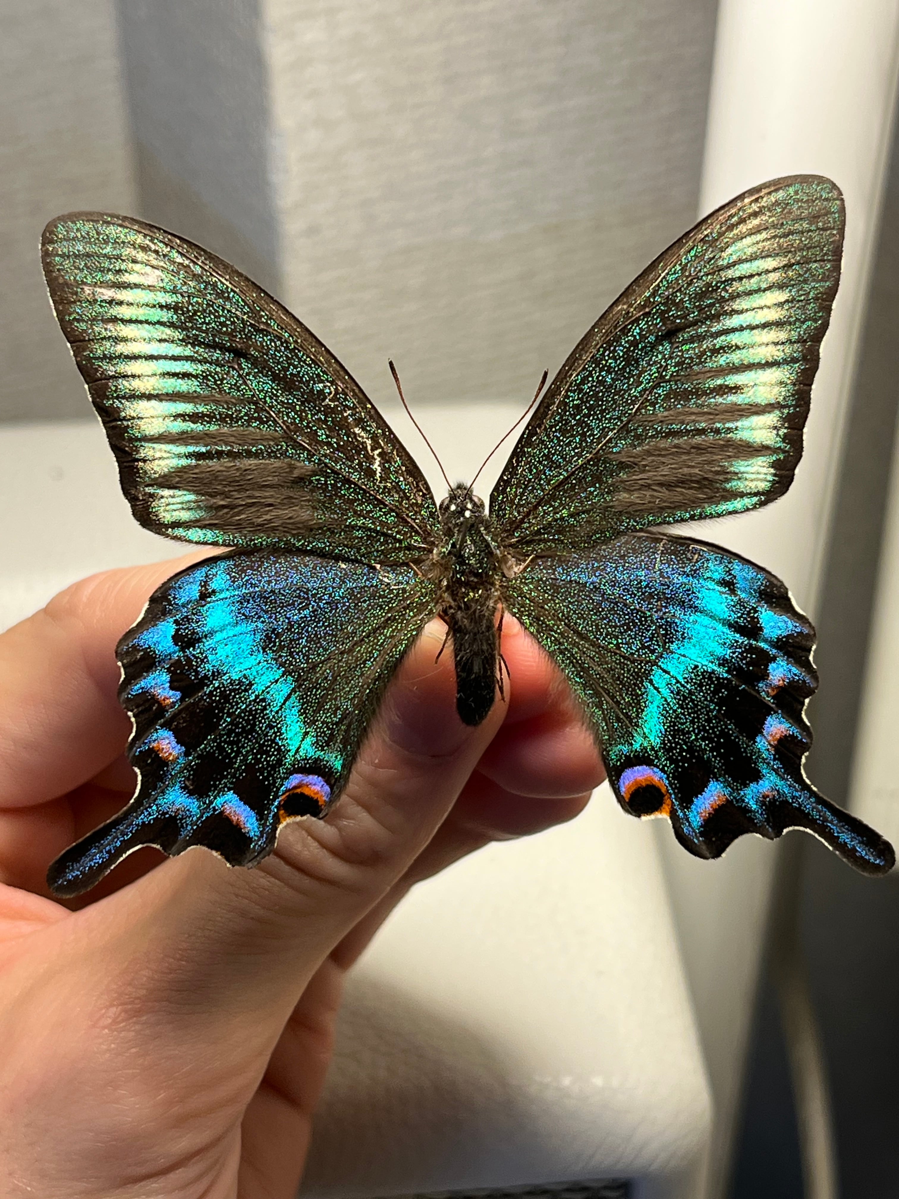 ミヤマカラスアゲハ 国産蝶標本 蝶標本 Papilio 標本 蝶 未展翅 採集品