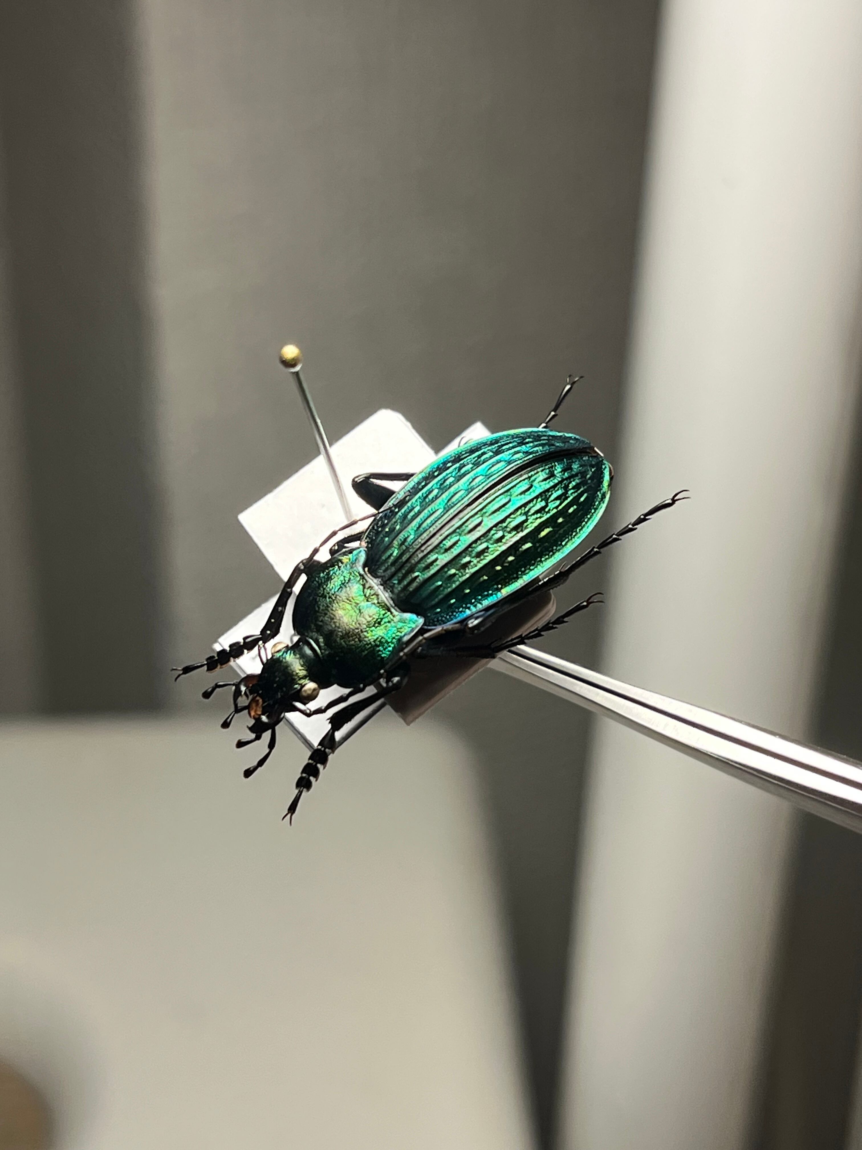 29mm】コブスジキンイロオサムシ エリスカブリモドキ オサムシ標本
