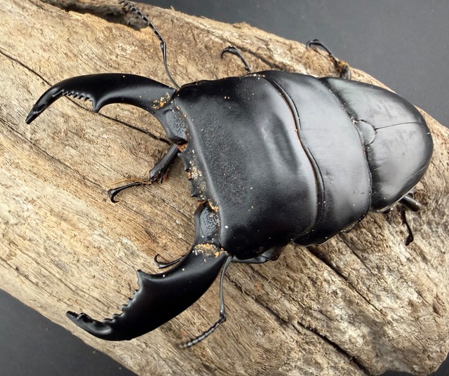 【WD】《スマトラオオヒラタ ベンクール産 96mm ペア》